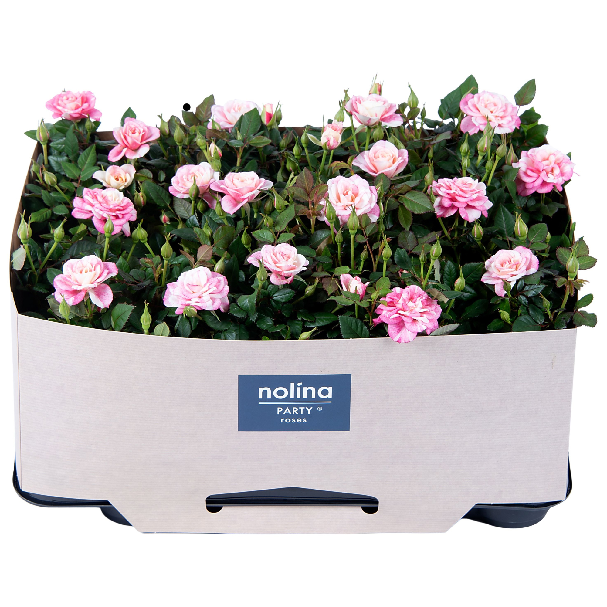 Nolina Roses Ø 7 cm Piia with tray collar, D 7
