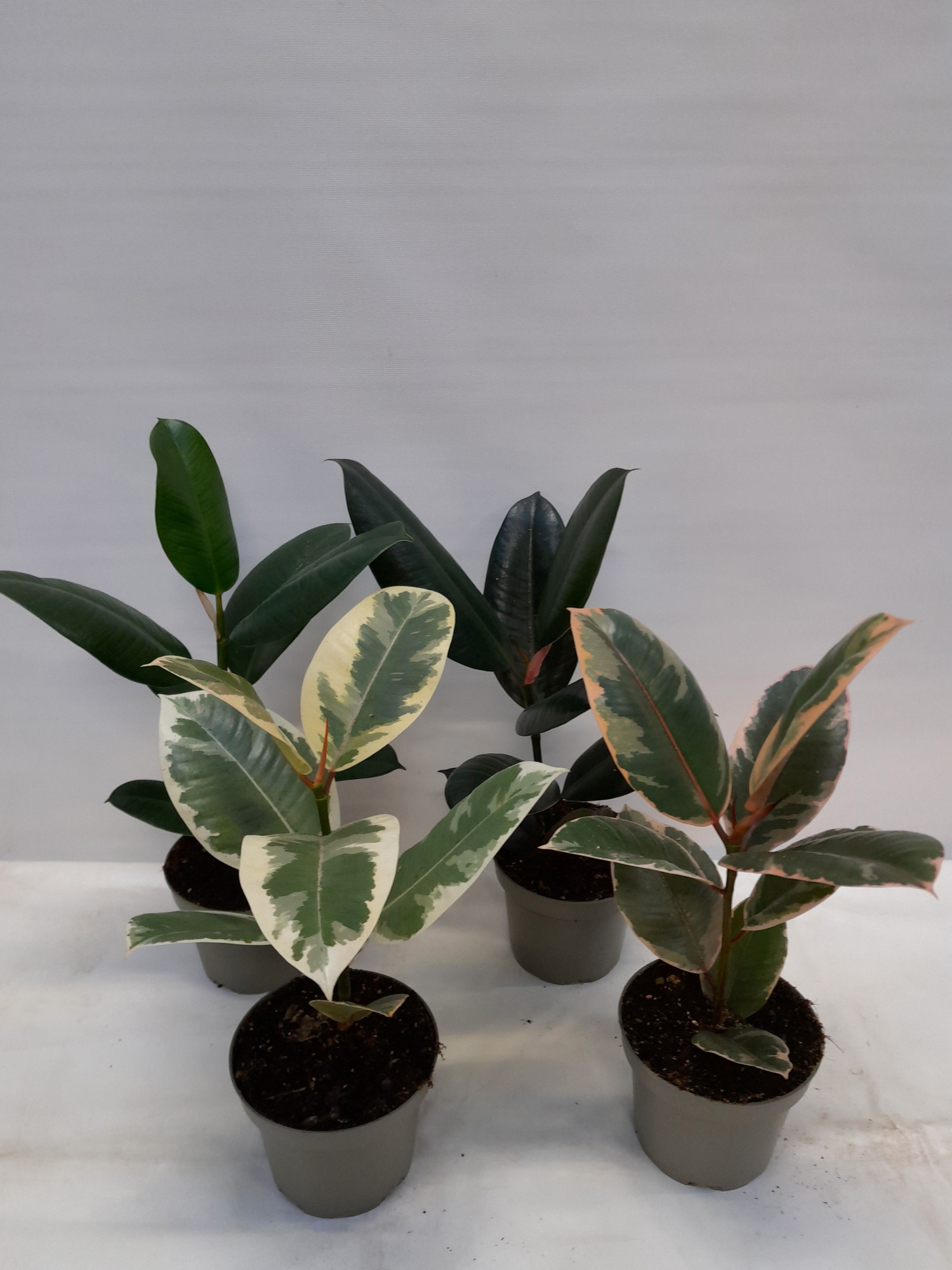 FICUS ELASTICA 'ROBUSTA MIX', D 12 cm