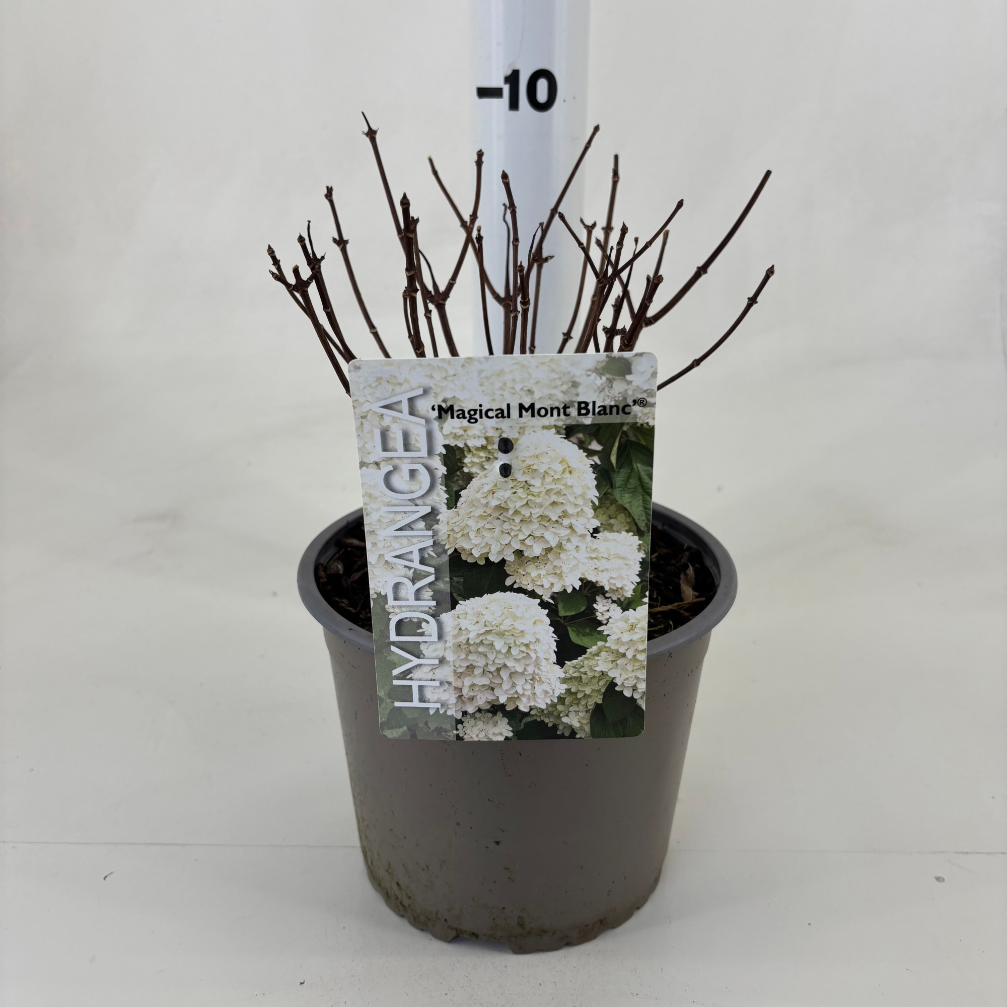 Hydrangea paniculata 'Magical Mont Blanc' ® (Kolmamon), D 19