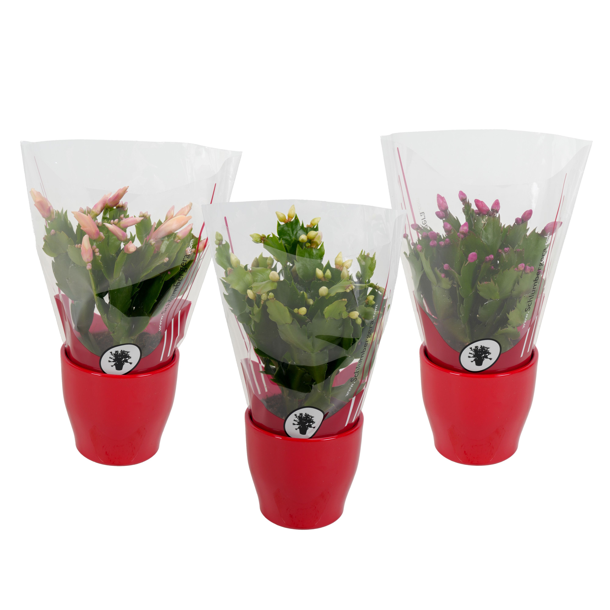 Schlumbergera 9 cm rood keramiek, D 9 cm