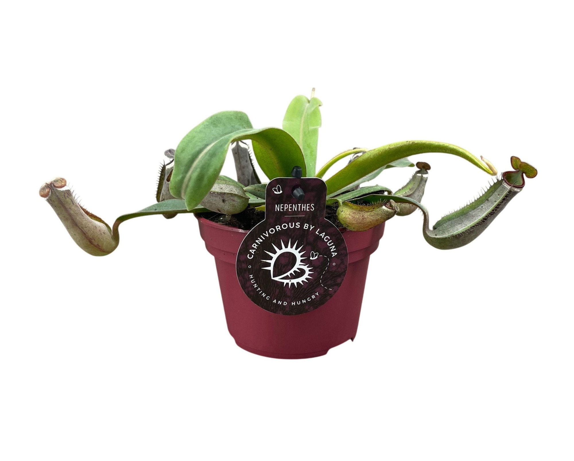 Nepenthes Albomarginata 12 cm, D 12