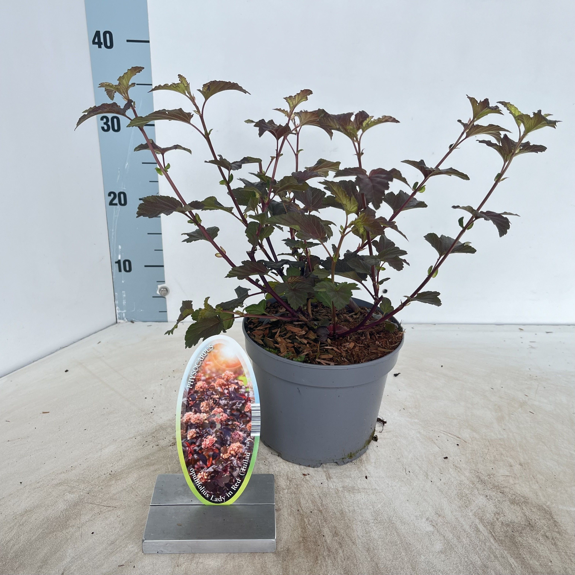 Physocarpus opulifolius Lady in Red ('Tuilad'PBR), D 17 cm