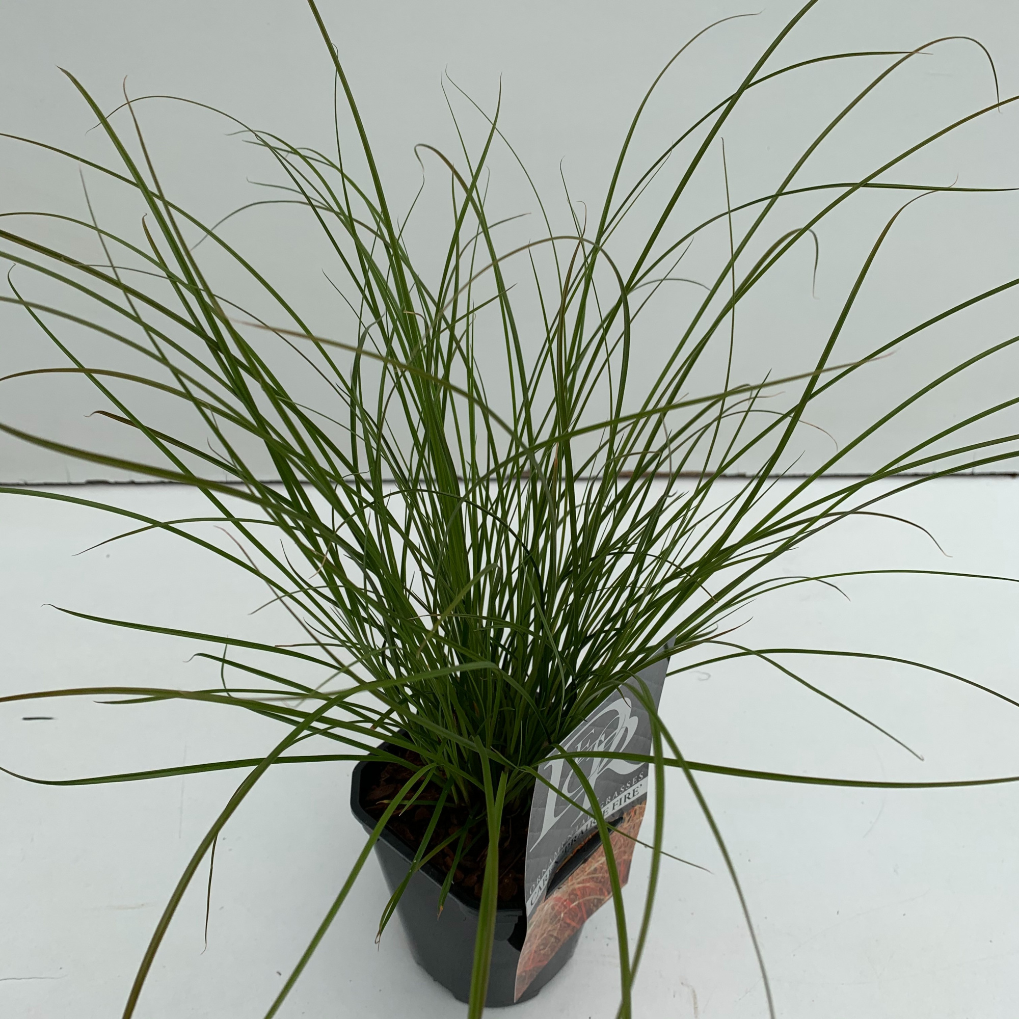 Carex 'Prairy Fire', D 13 cm