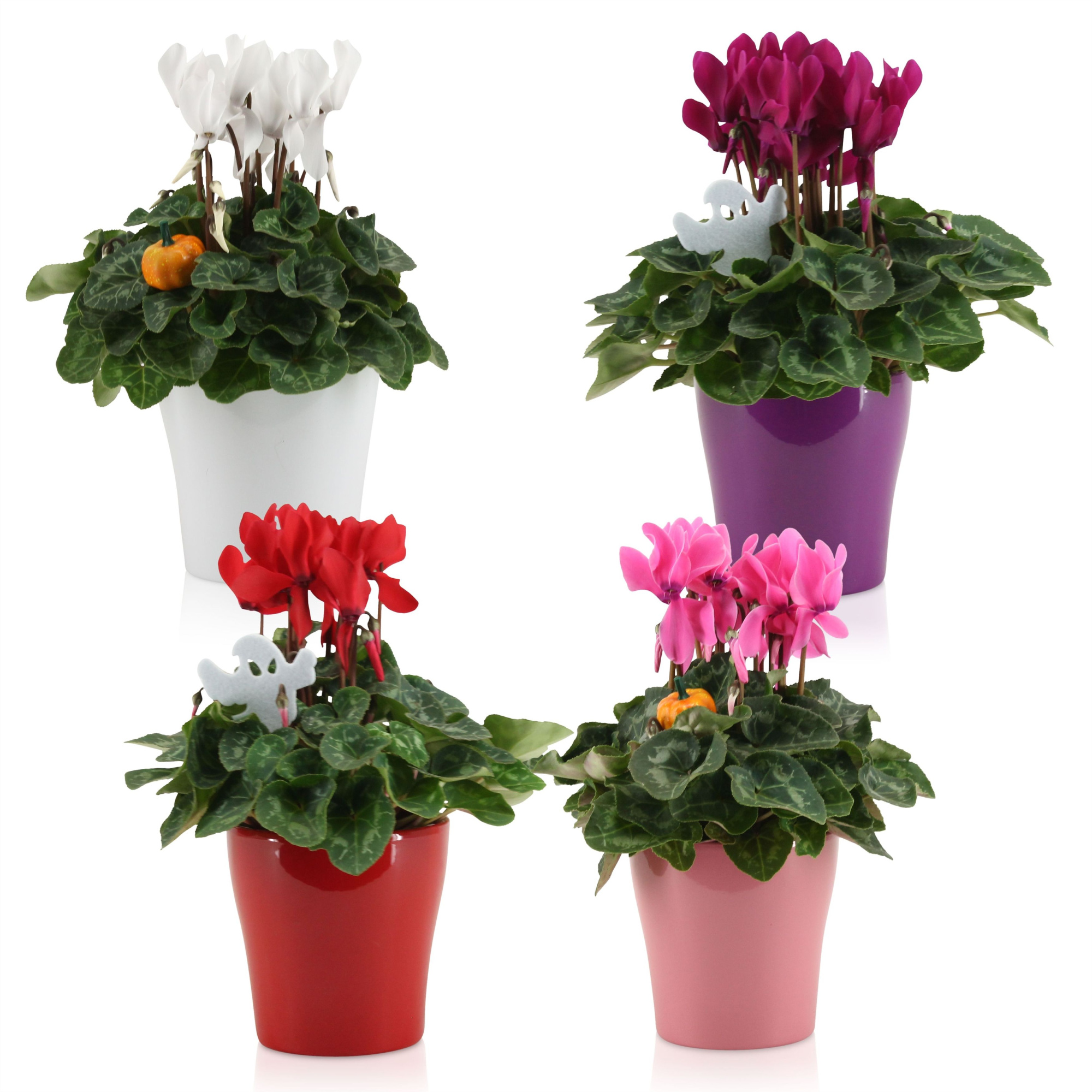 Cyclamen in gekleurd "Bombé" keramiek met bijsteker (Halloween), D 14 cm