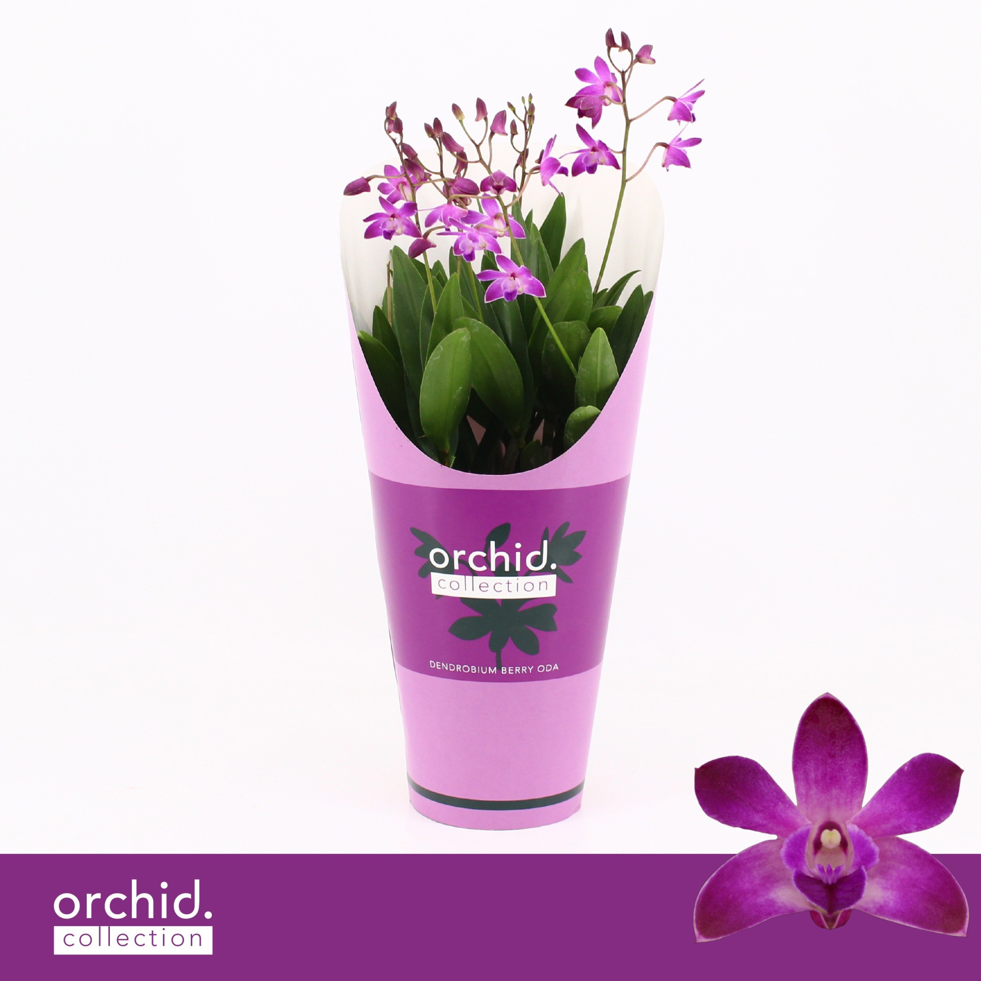 Dendrobium, Berry Oda 4+ spike 'Orchid Collection' Potcover, D 12