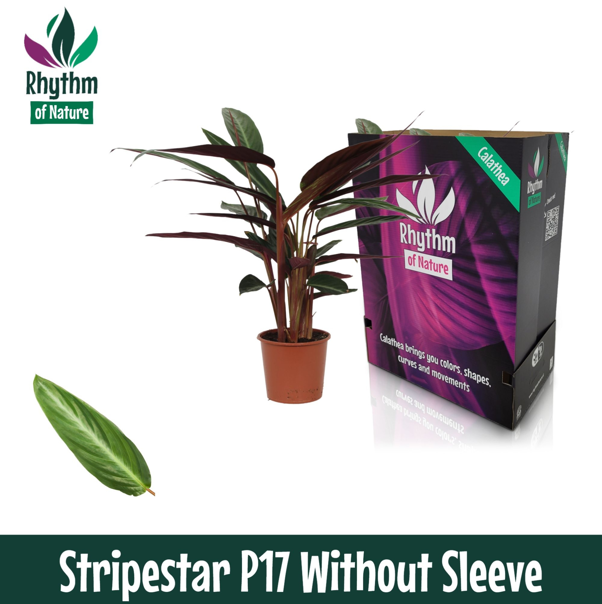 Calathea 17cm Stripestar - Rhythm of Nature zonder hoes, D 17