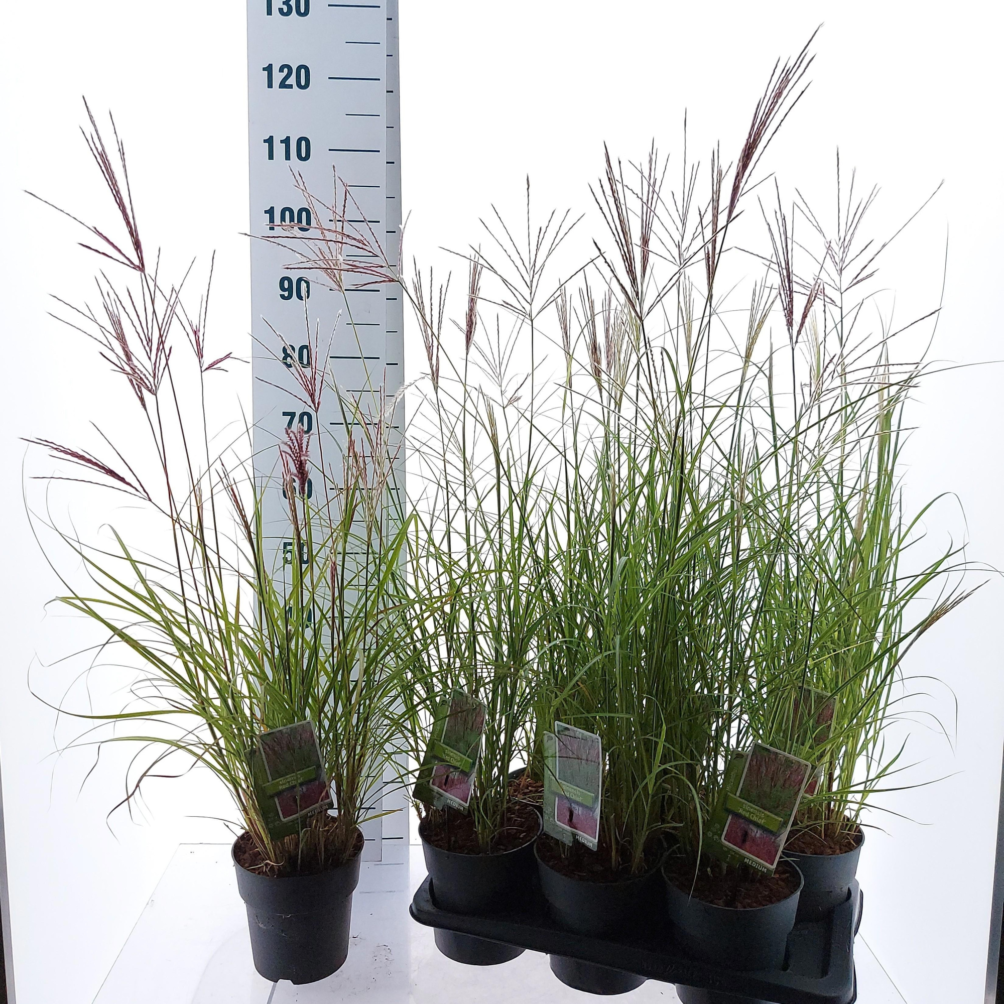 Miscanthus sin. 'Red Chief', D 17 cm