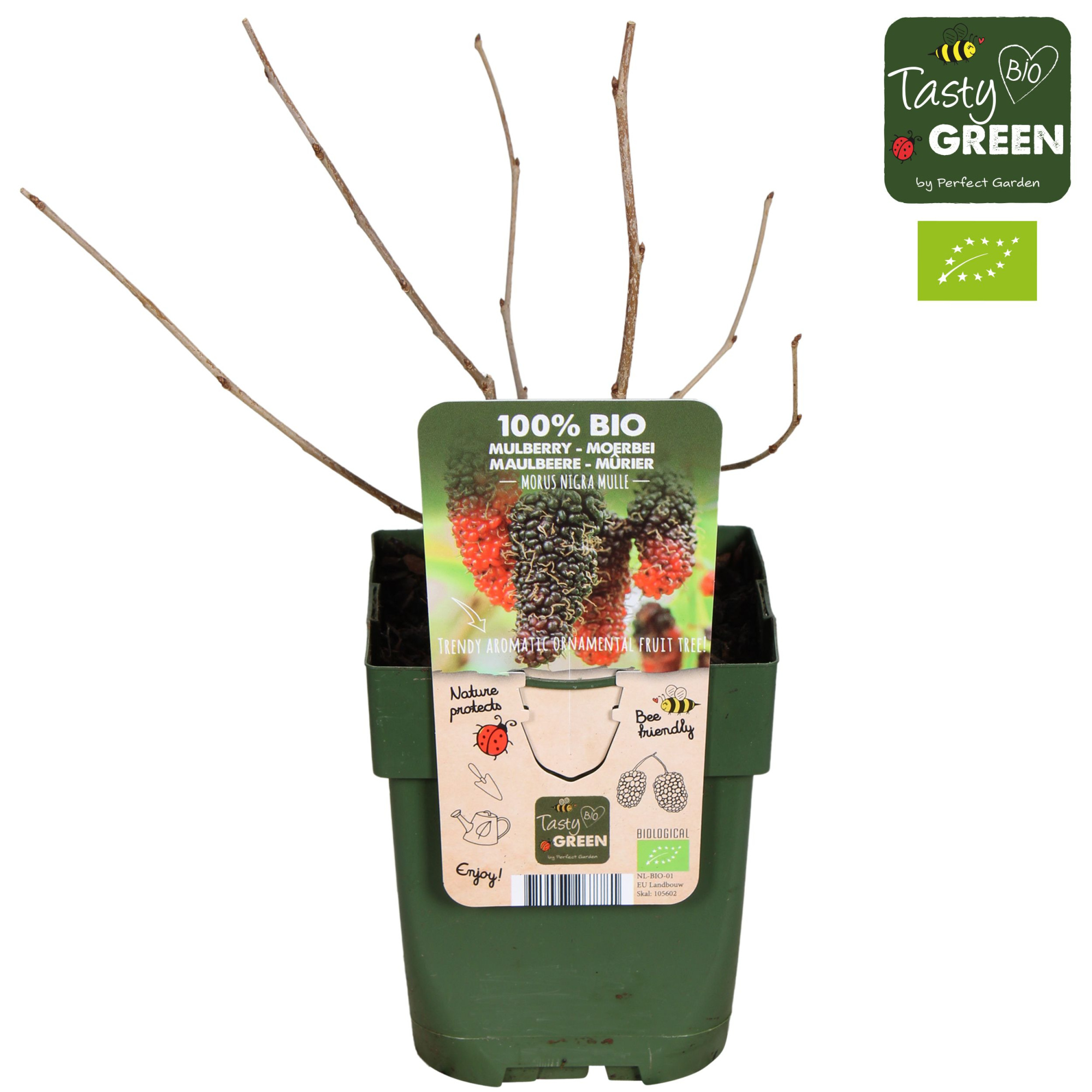 Morus nigra Mulle Bio P13, D 13