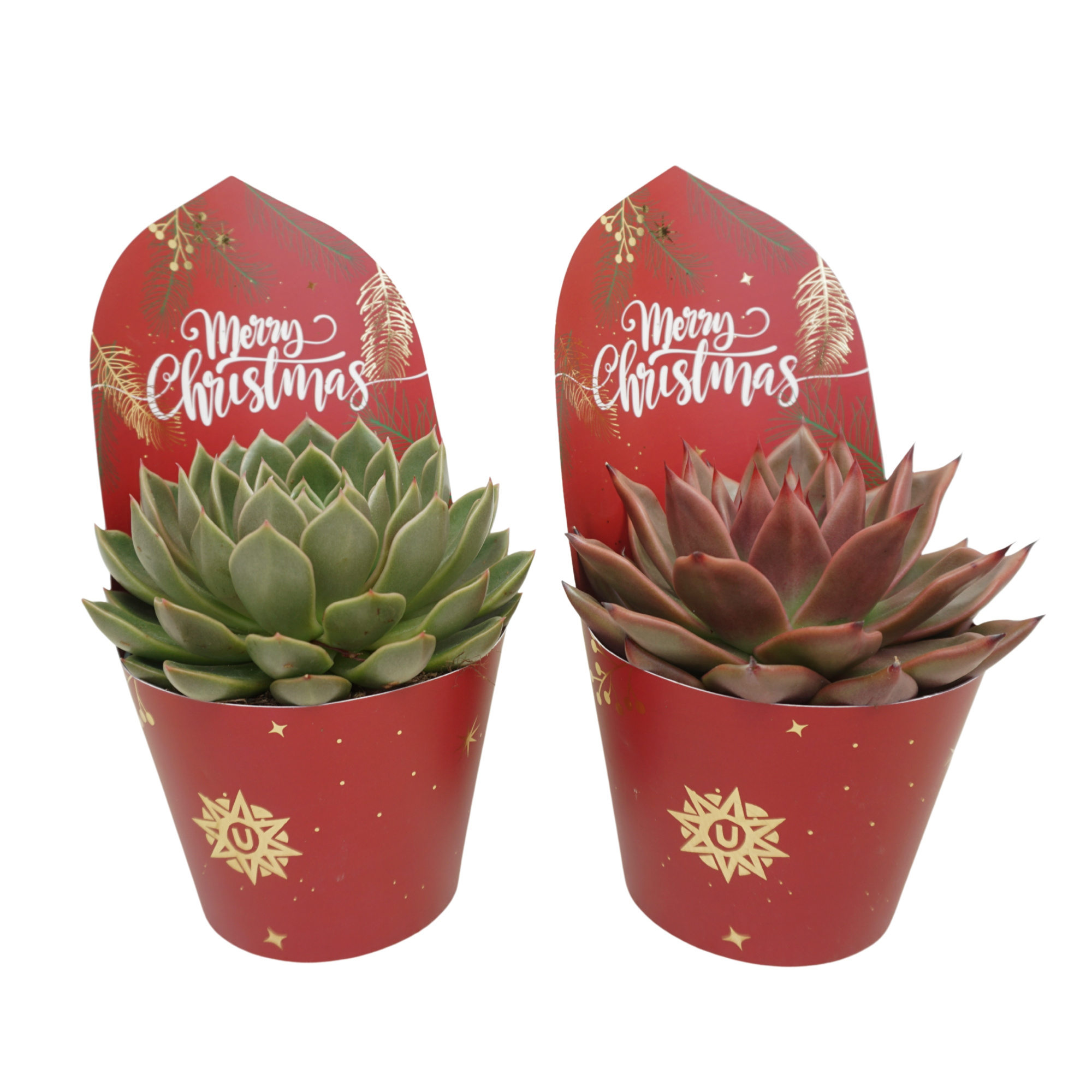 Echeveria mix 13 cm in Kerst potcover, D 13 cm