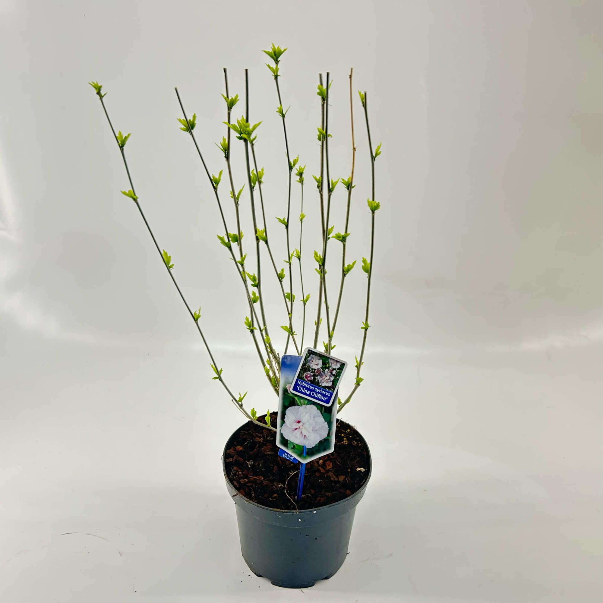 Hibiscus syr. 'China Chiffon', D 23