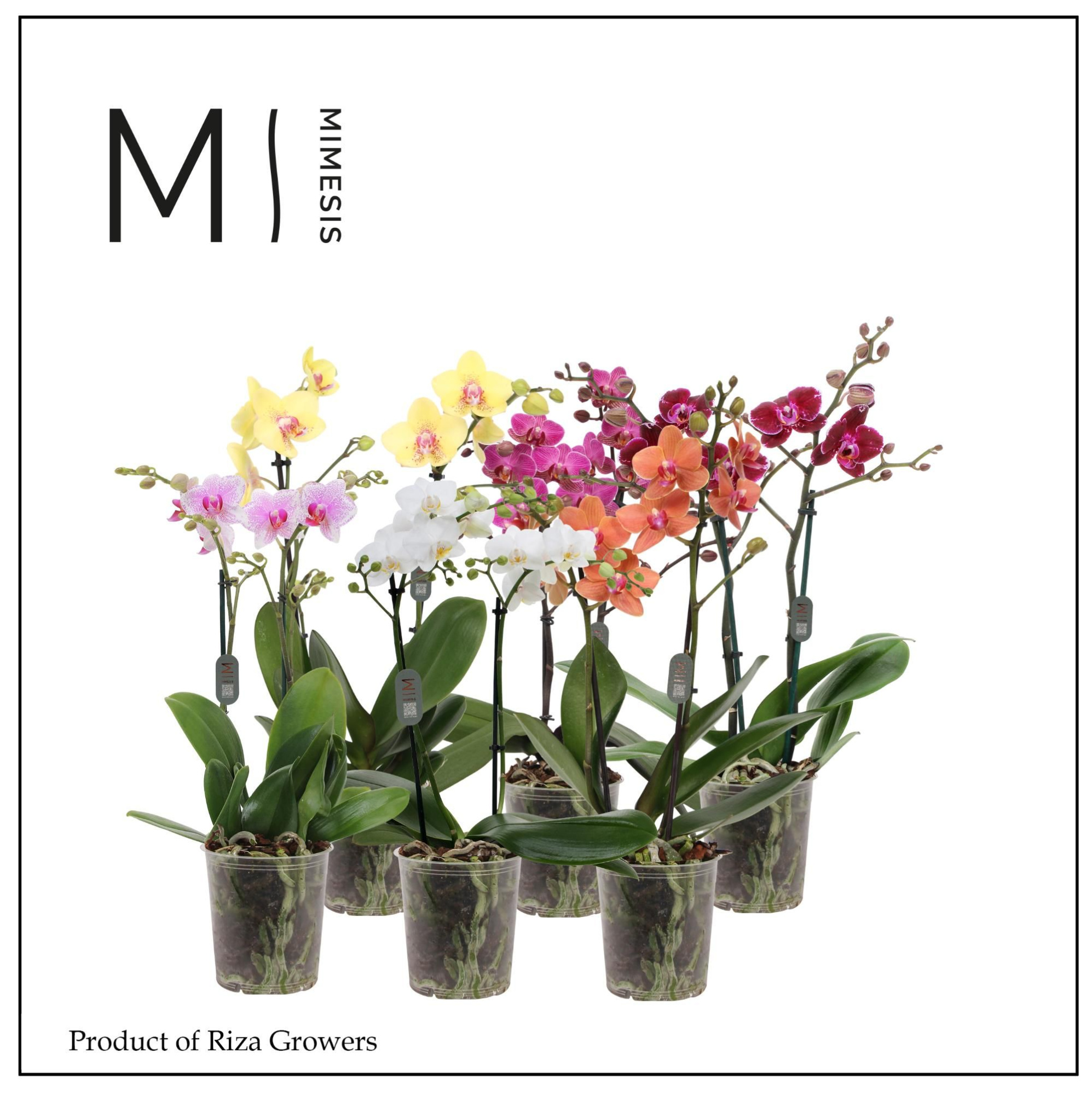Phalaenopsis Multi Mix 2 spike - 12cm | Mimesis, D 12 cm