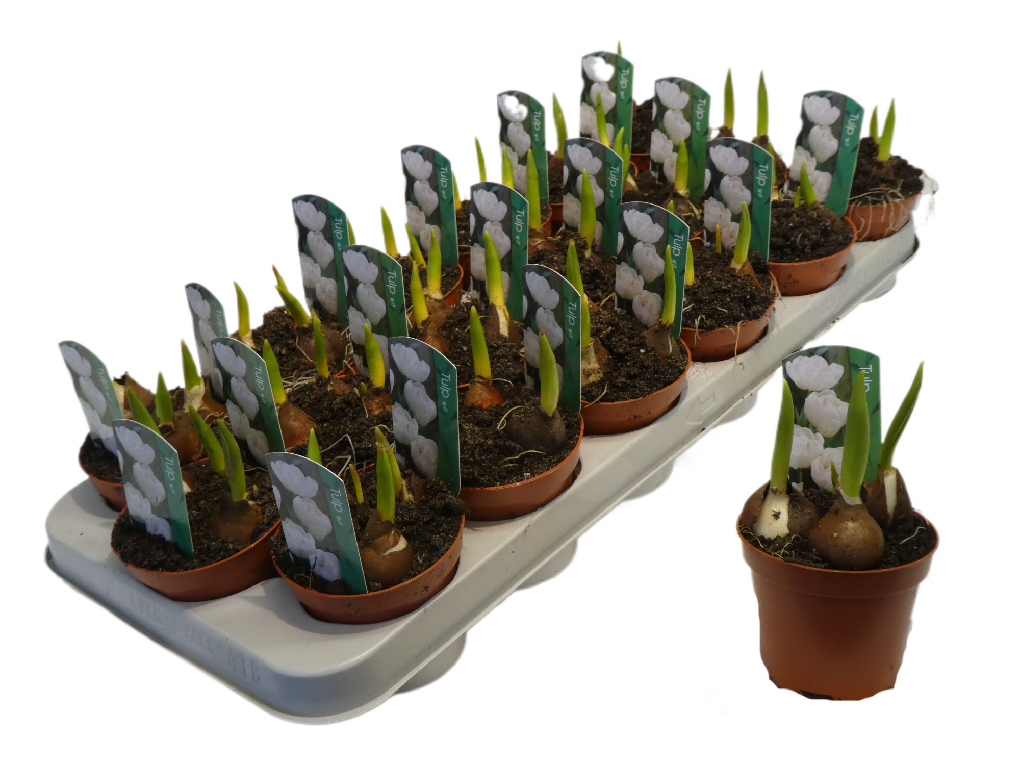 Tulp wit/ calcary, D 9