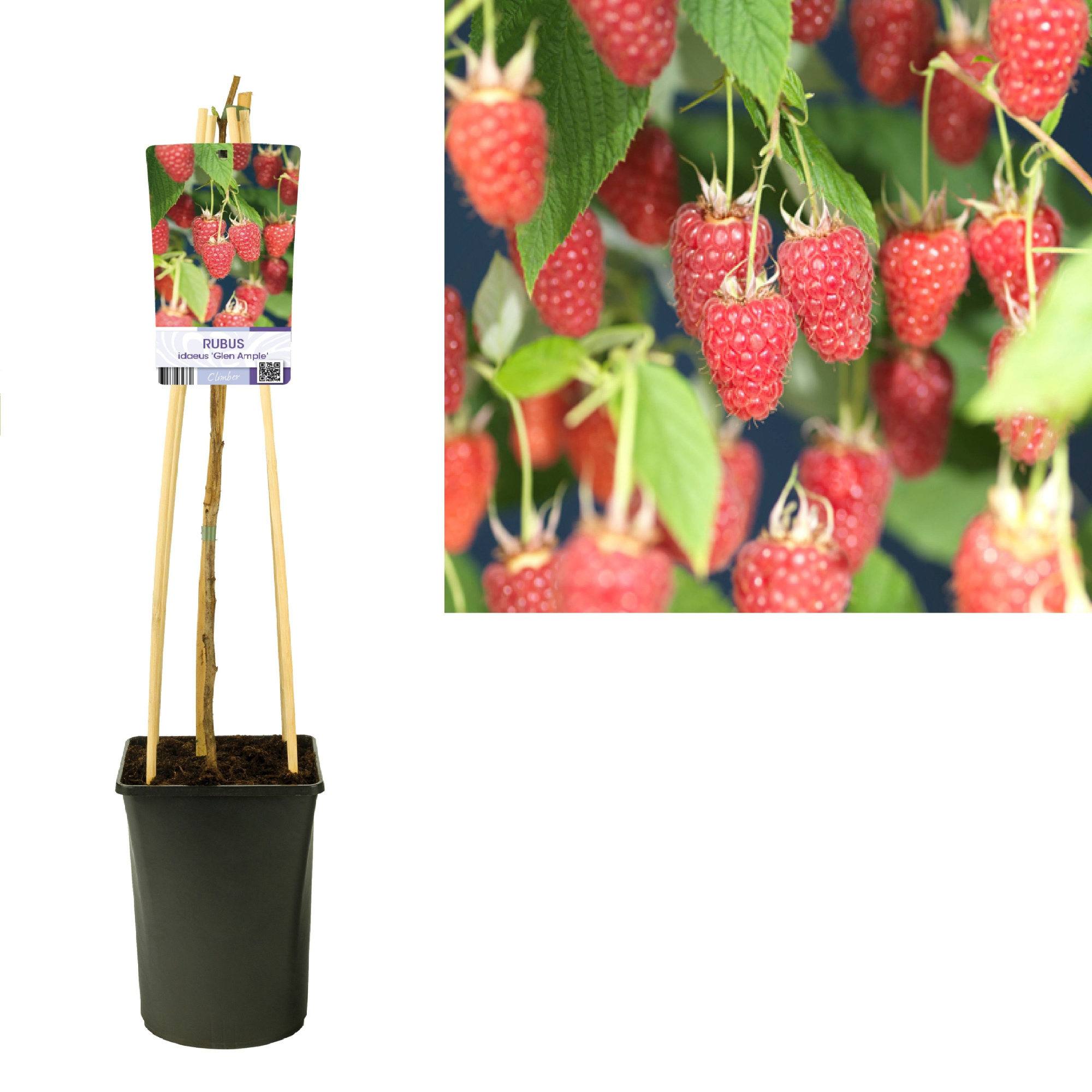 Rubus idaeus 'Glen Ample' +light label, D 17 cm
