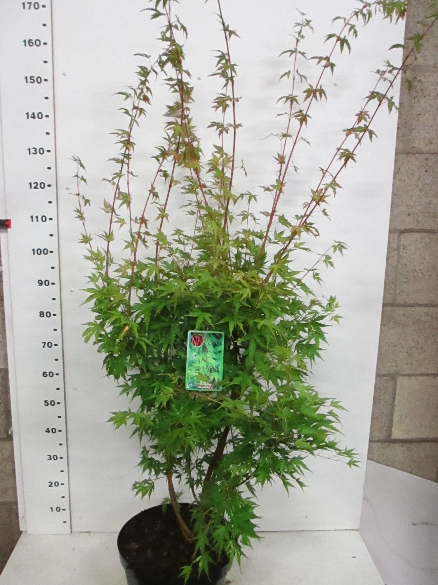 Acer palm. Sangokaku 125-150 P32, D 32 cm