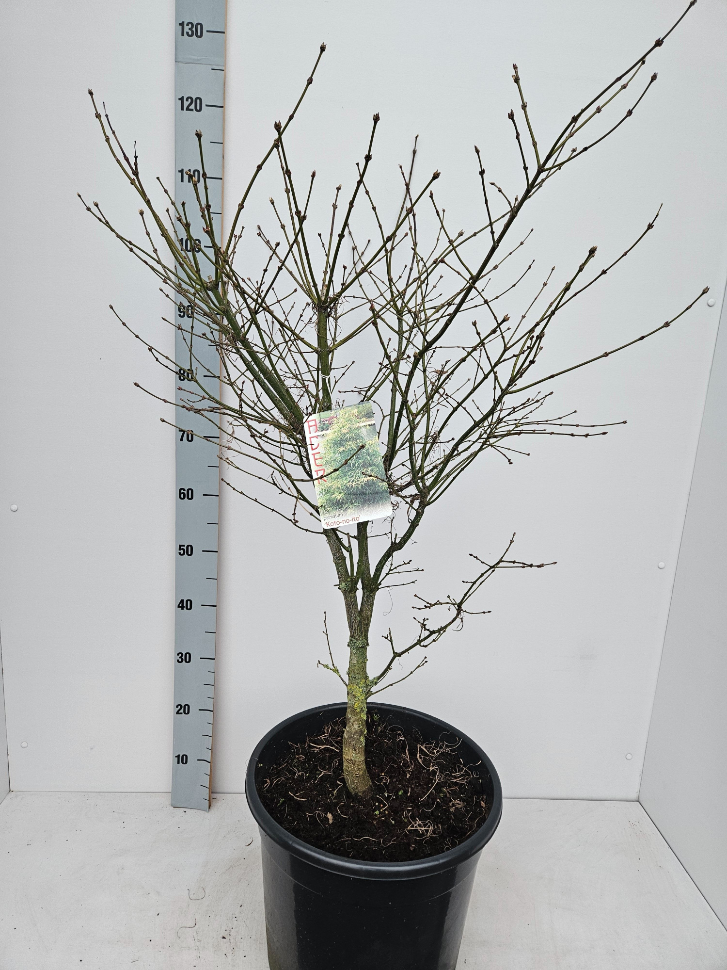 Acer palmatum 'Koto-No-Ito', D 36