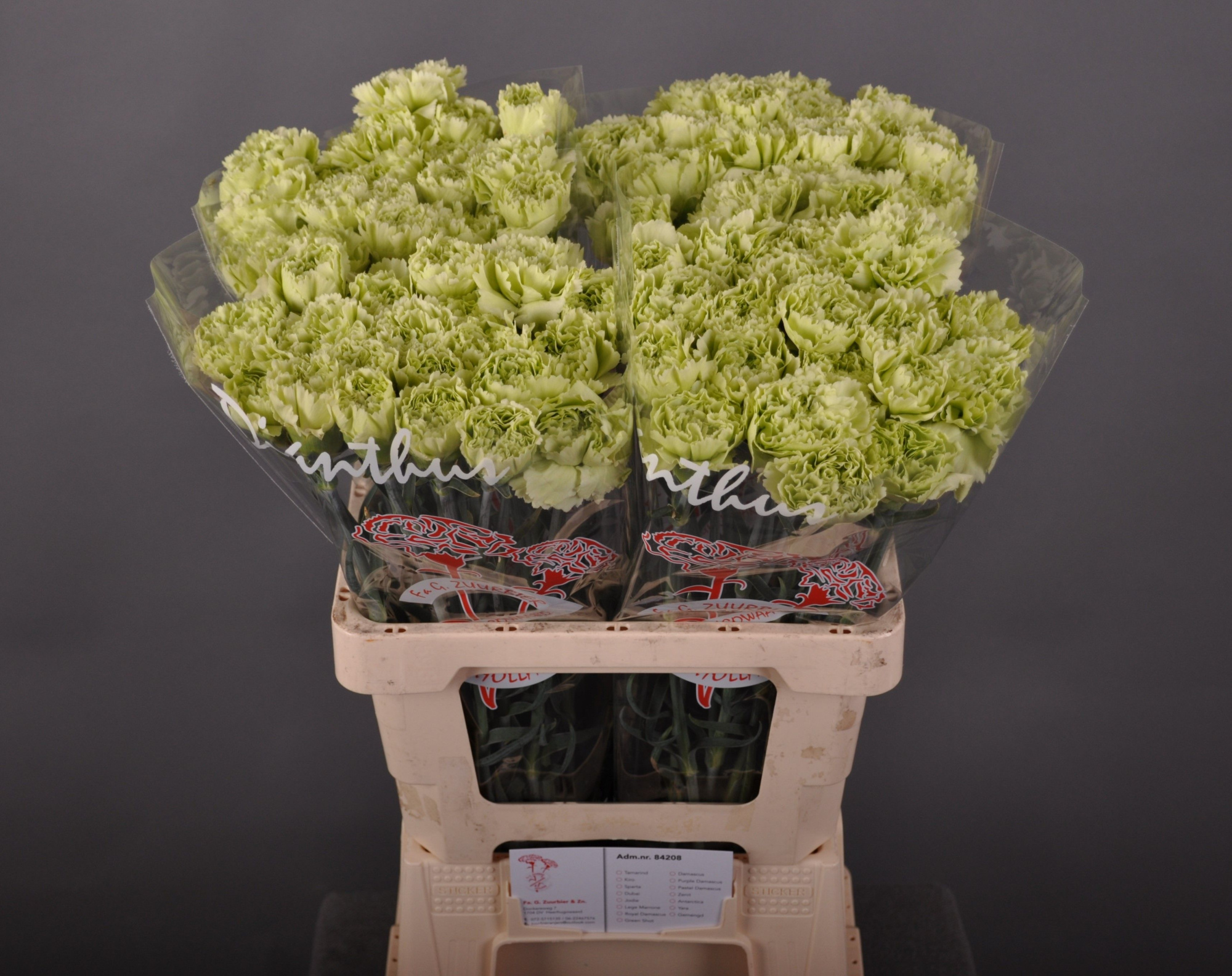 Диантус од. Грин Шот (зел.), шт.