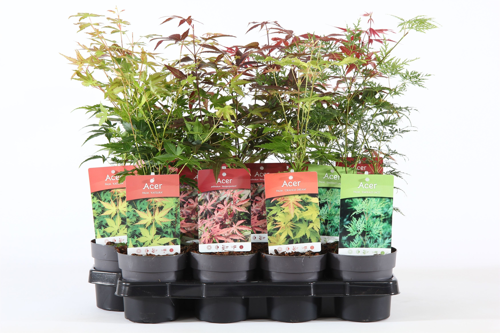 Acer palm. mix P10.5, D 10 cm