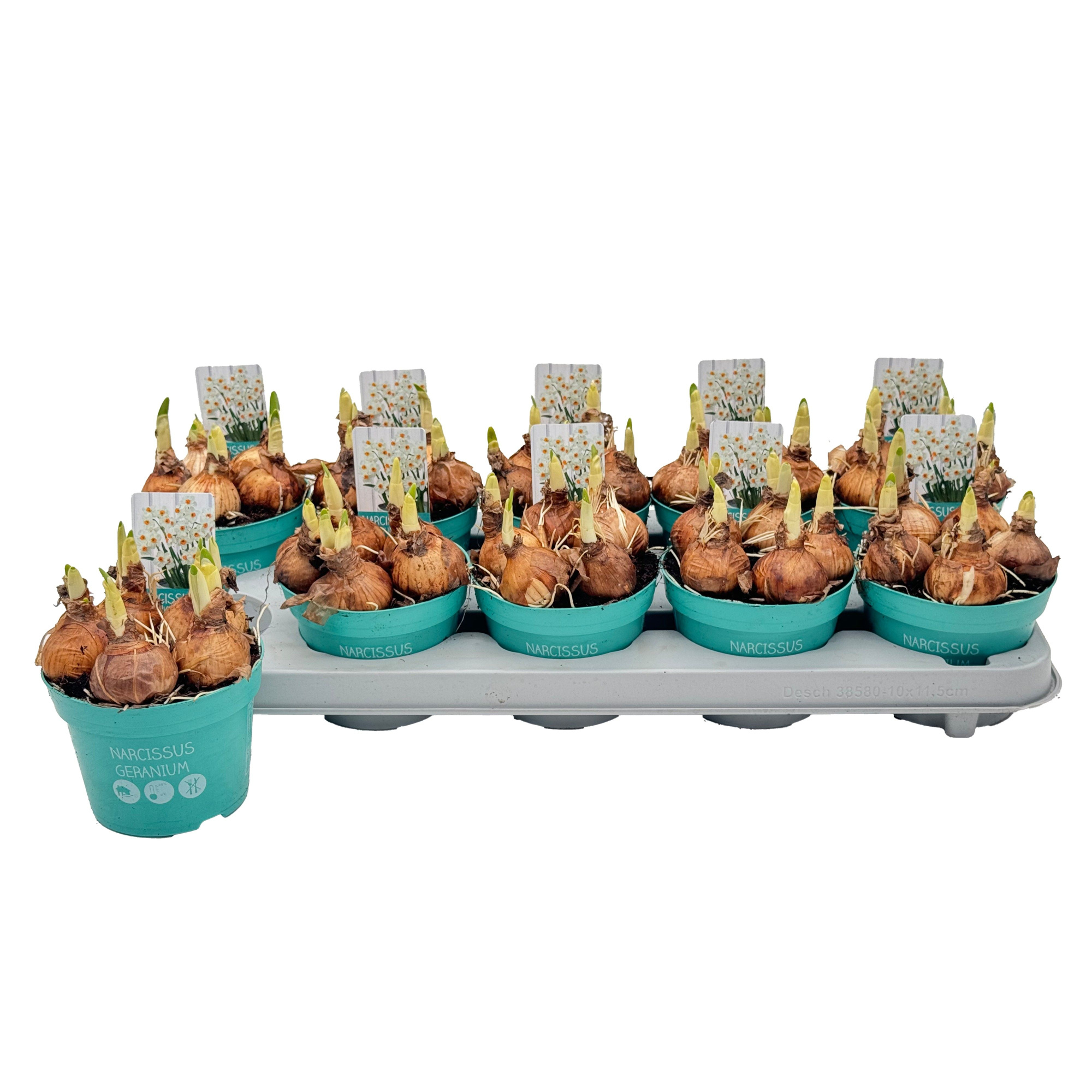 Narcis Geranium 'Diamond Collection', D 12