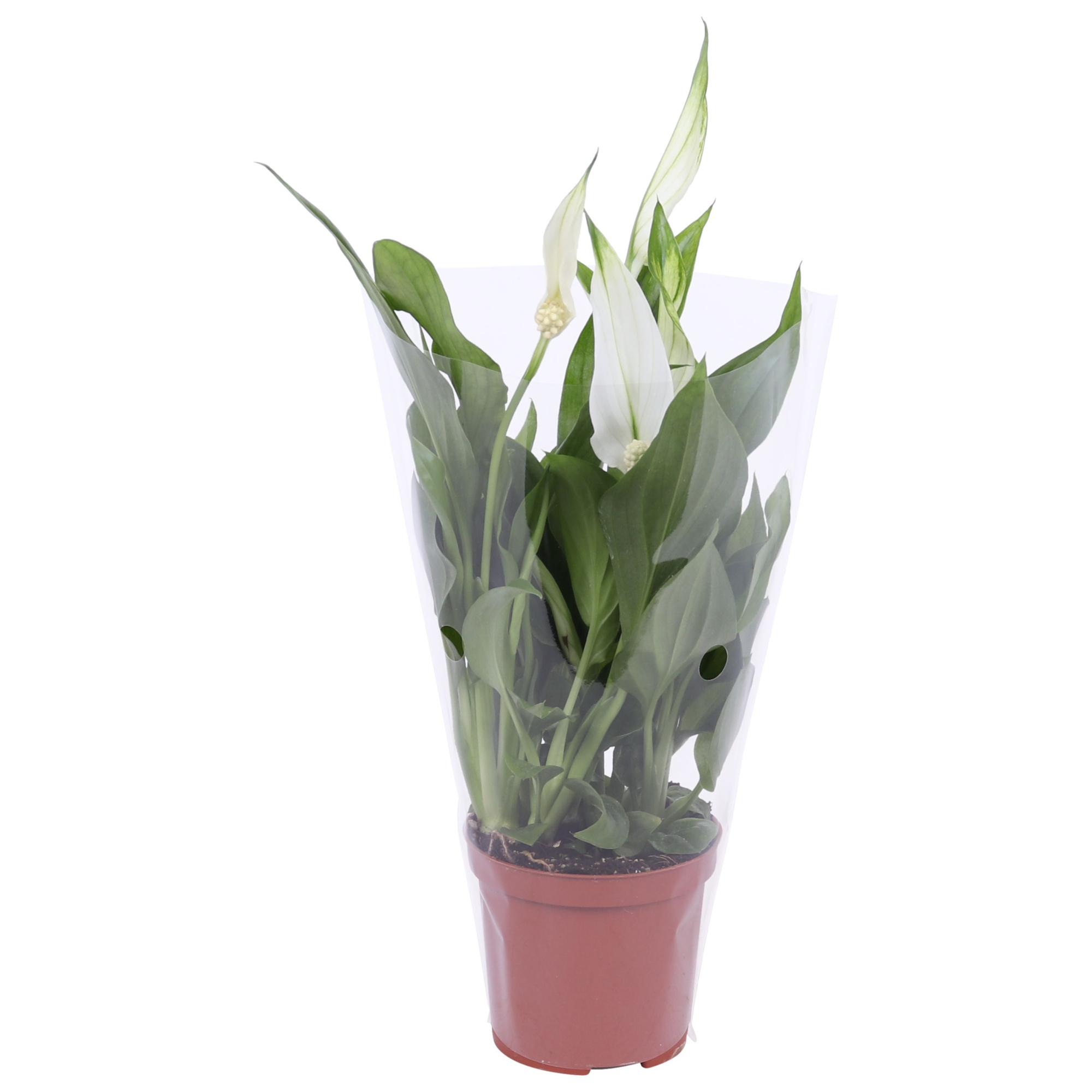Spathiphyllum Cupido 7cm, blanco hoes, D 7 cm