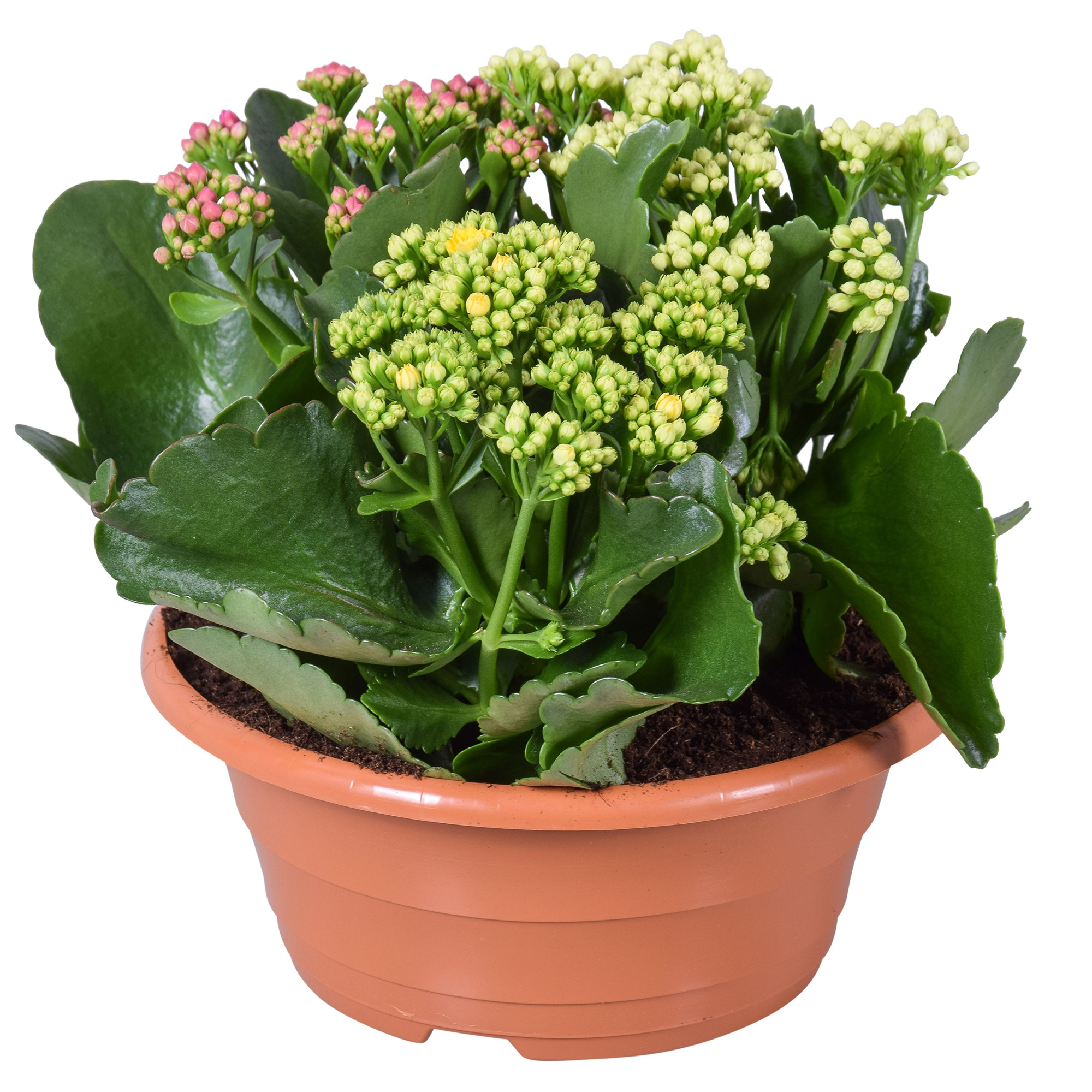 Hello Summer Kalanchoe Blossfeldiana in Schaal Carnaval, D 23