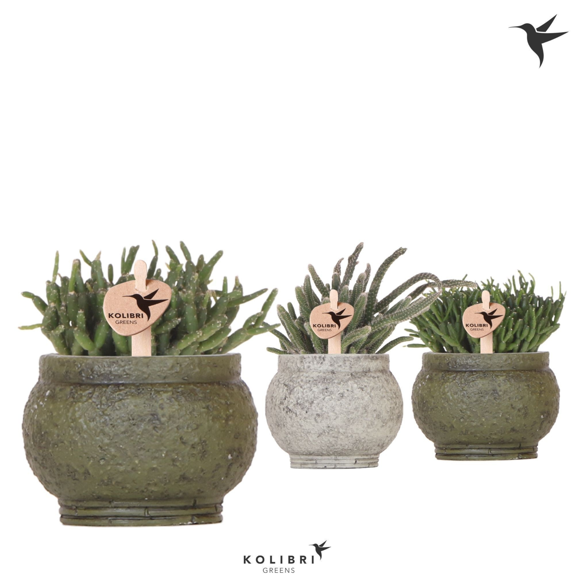 Kolibri Greens Rhipsalis mix in Anccient pot green mix, D 6 cm