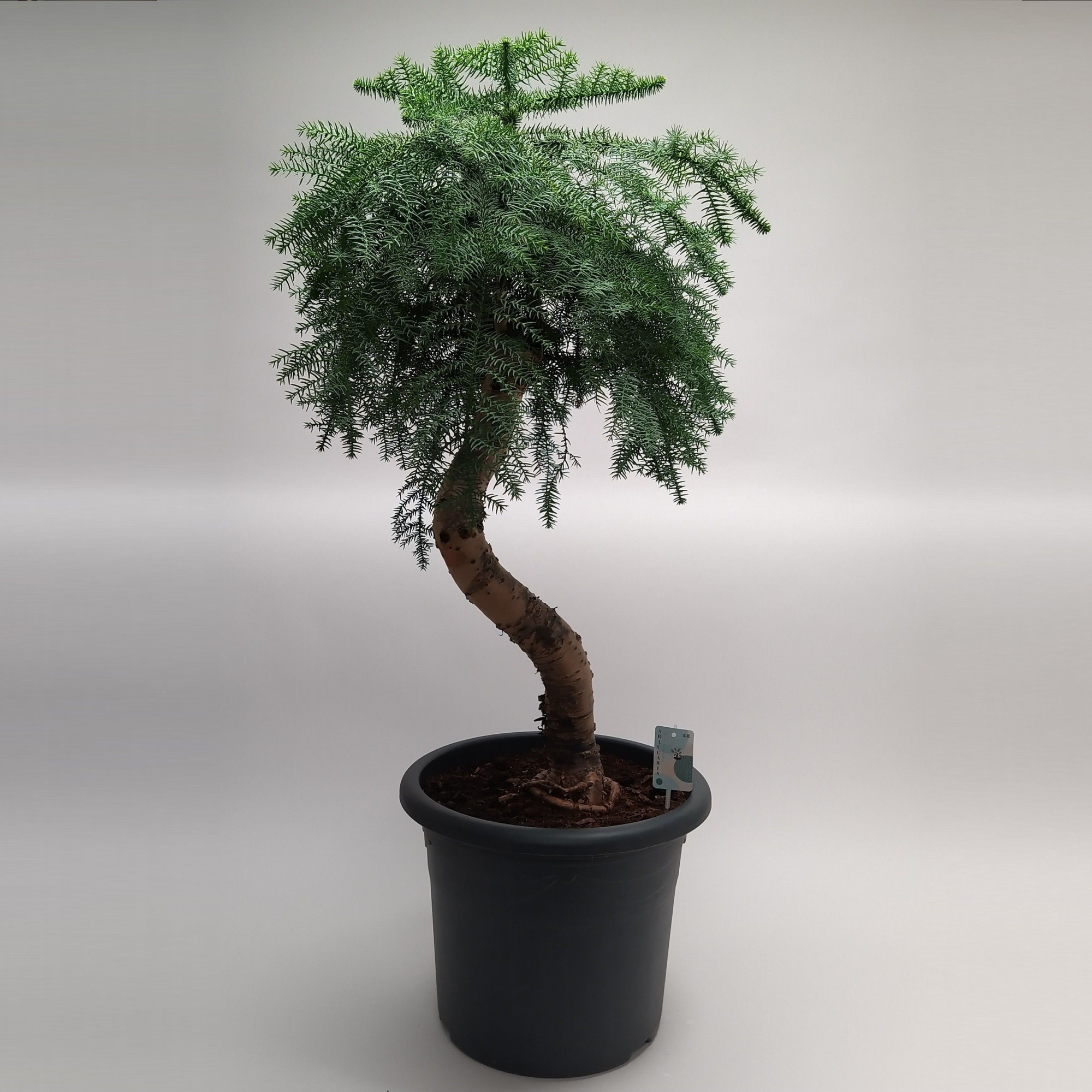 Araucaria Cunninghamii Bonsai in 40 cm sierpot, D 40