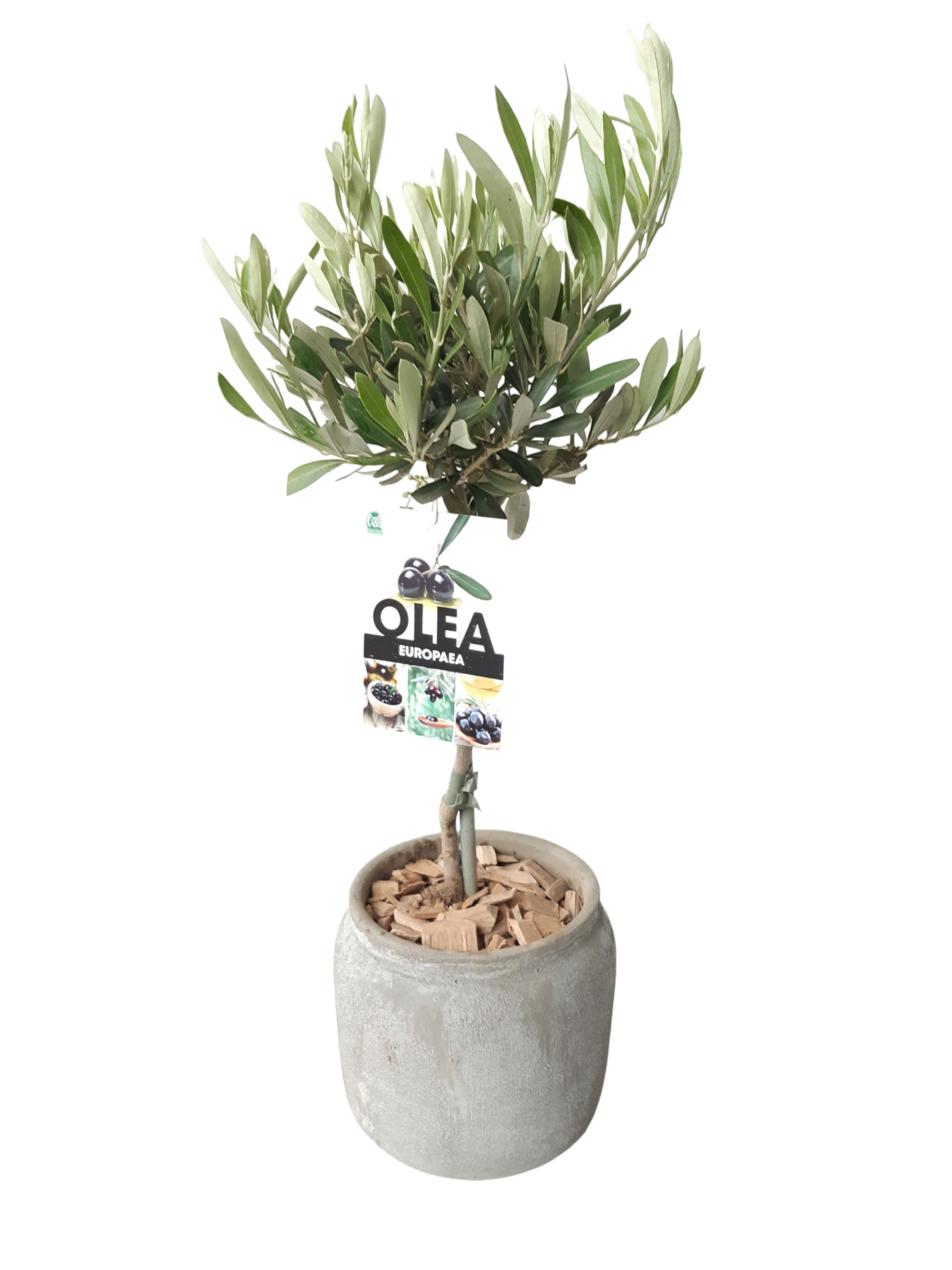 RGP16OC45 Rude grey pot Olijf op Stam, D 16