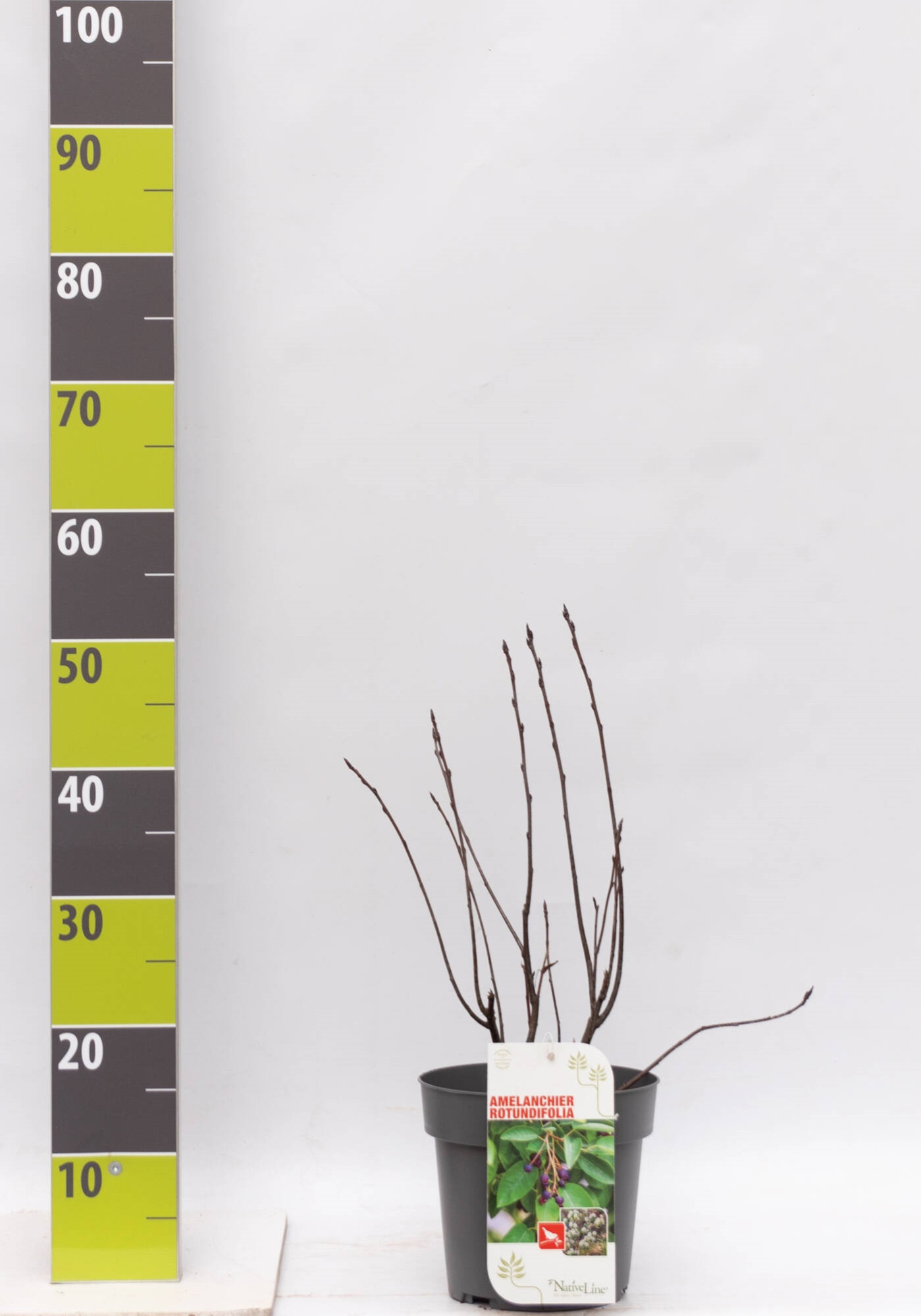 Amelanchier rotundifolia C 3, D 19