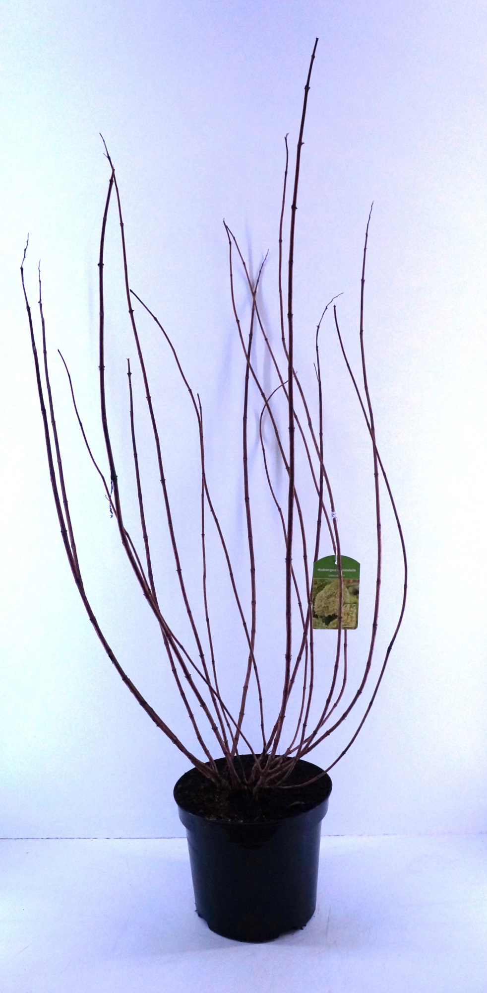 Hydrangea paniculata Limelight, D 19 cm