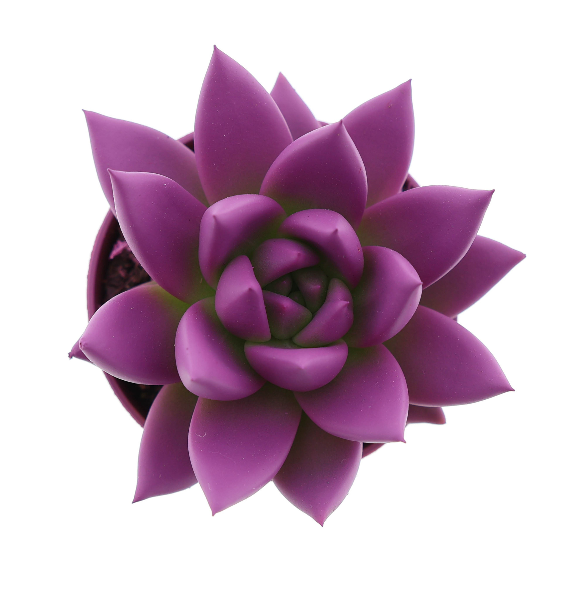 Rainbow fuchsia, D 5,5 cm