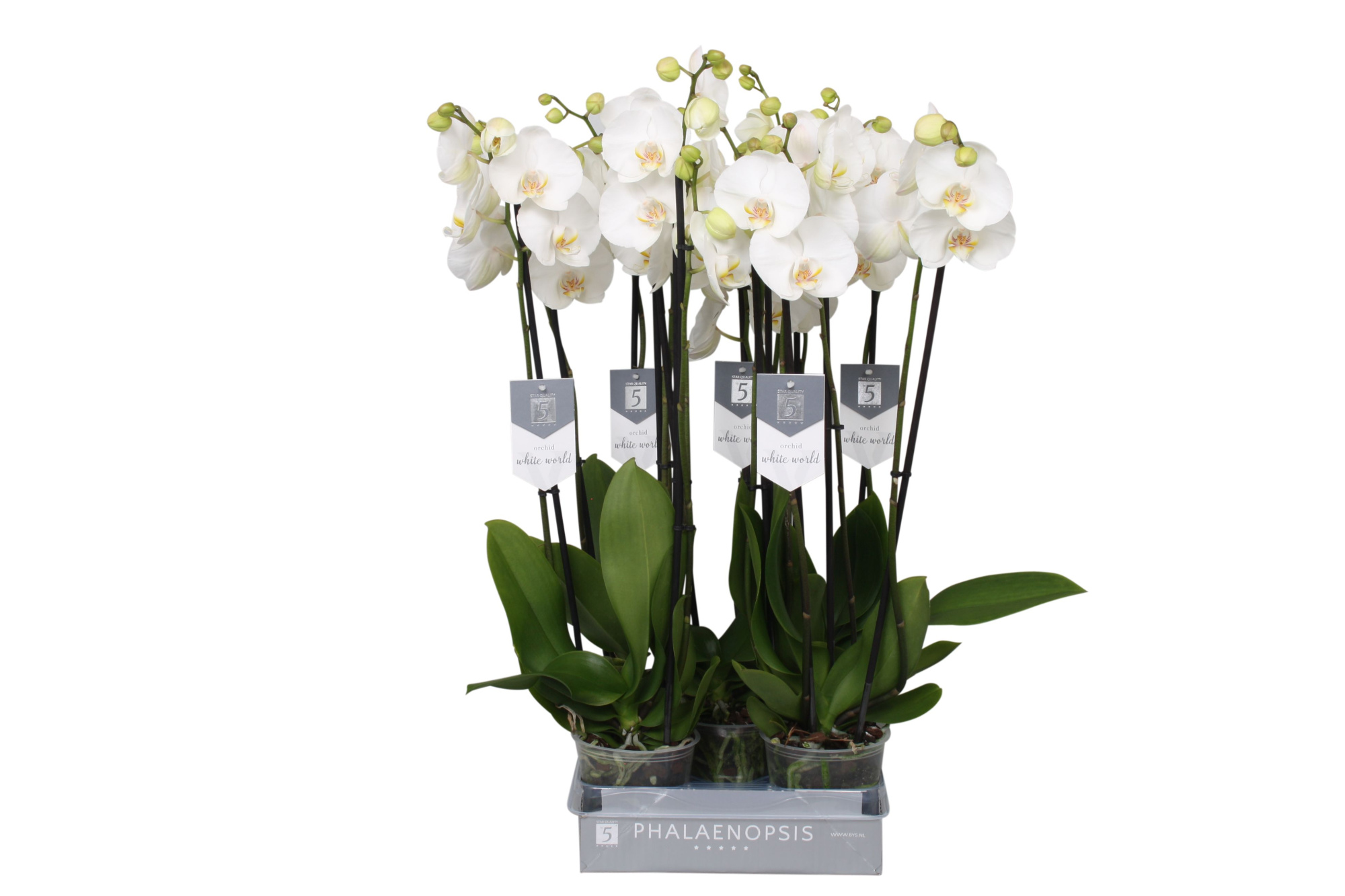Phalaenopsis White World, 3-spike, D 12 cm