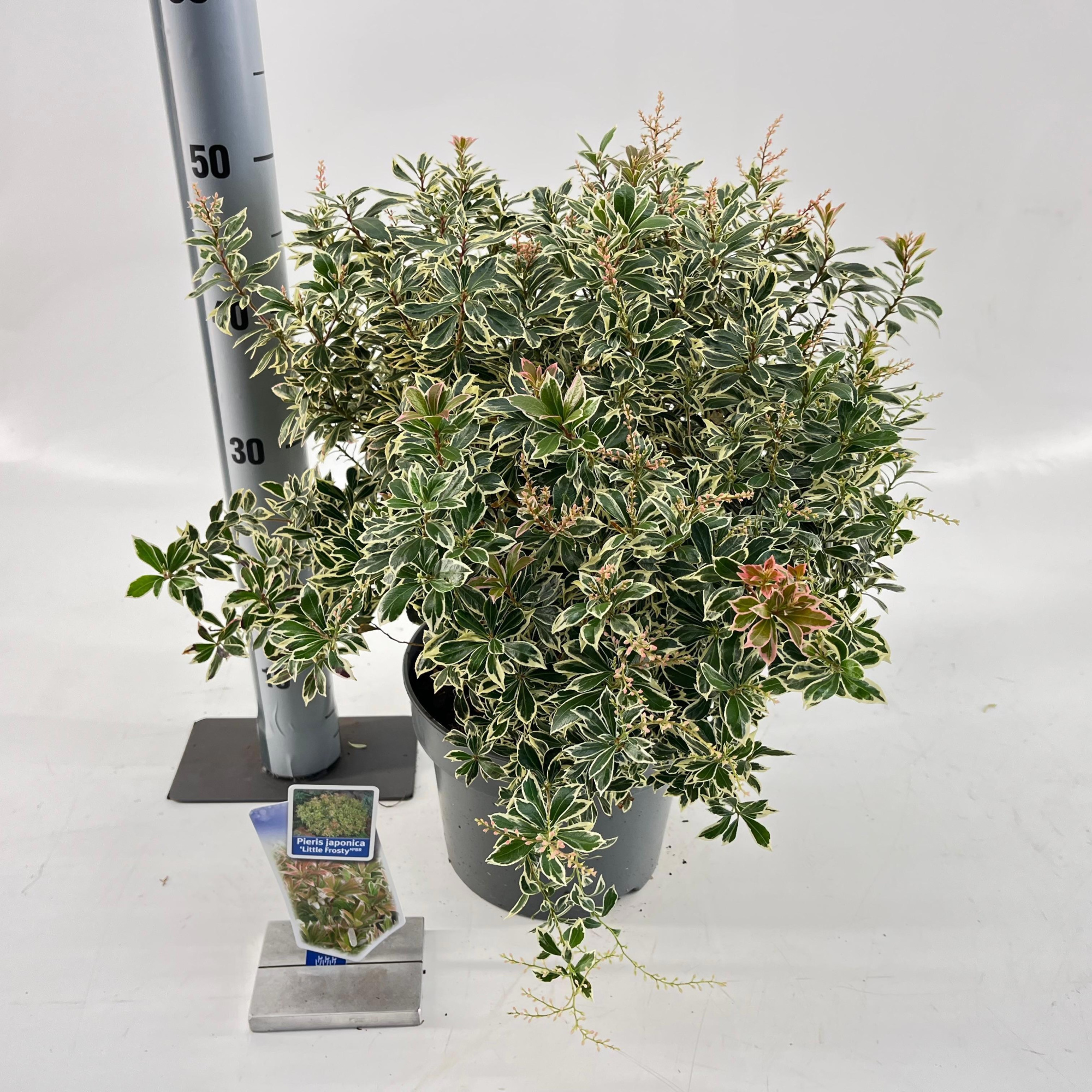 Pieris jap. ‘Little Frosty’ PBR, D 23 cm