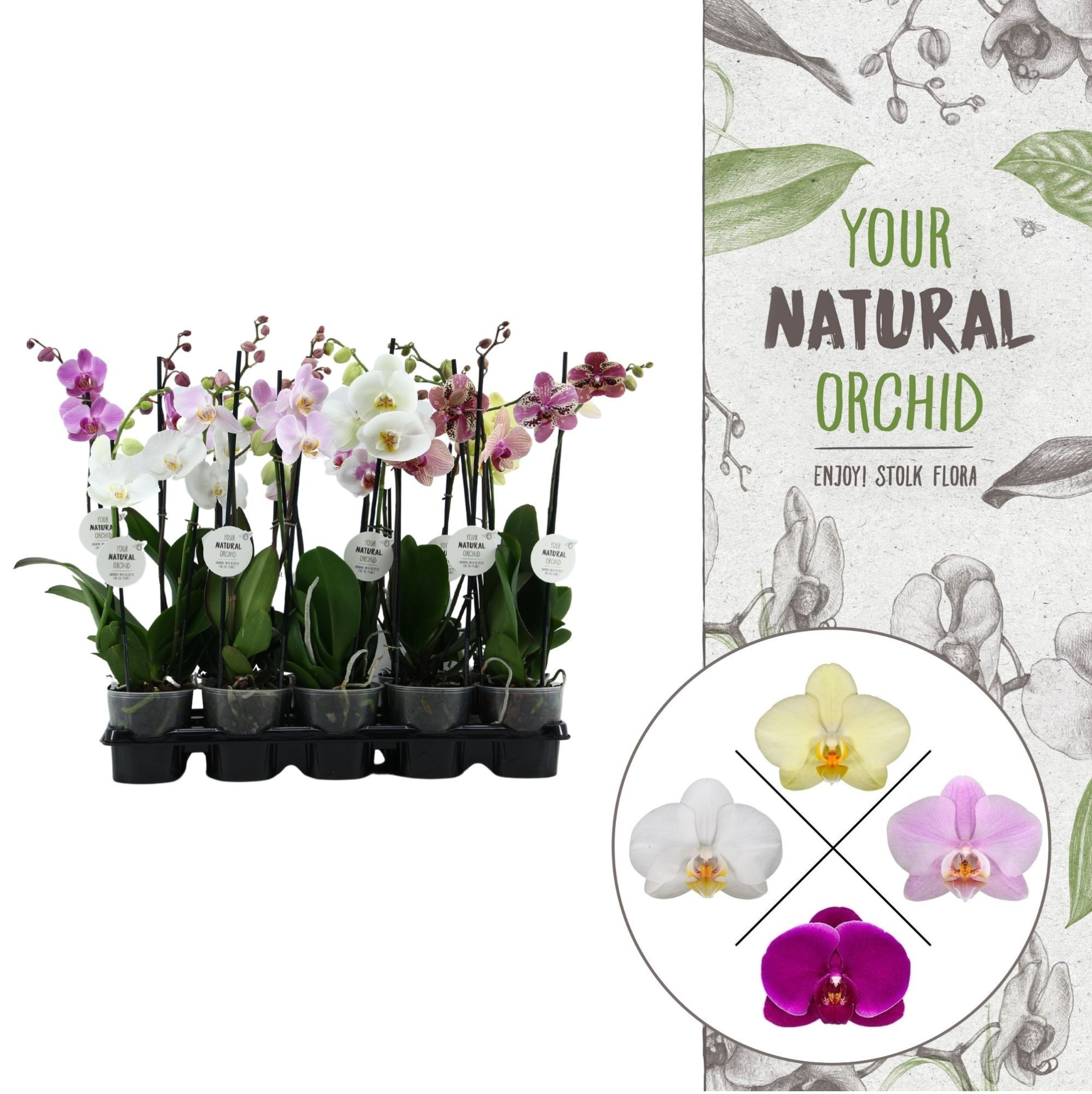Your Natural Orchid | Mix 50cm | Phalaenopsis 1 spike, D 12 cm