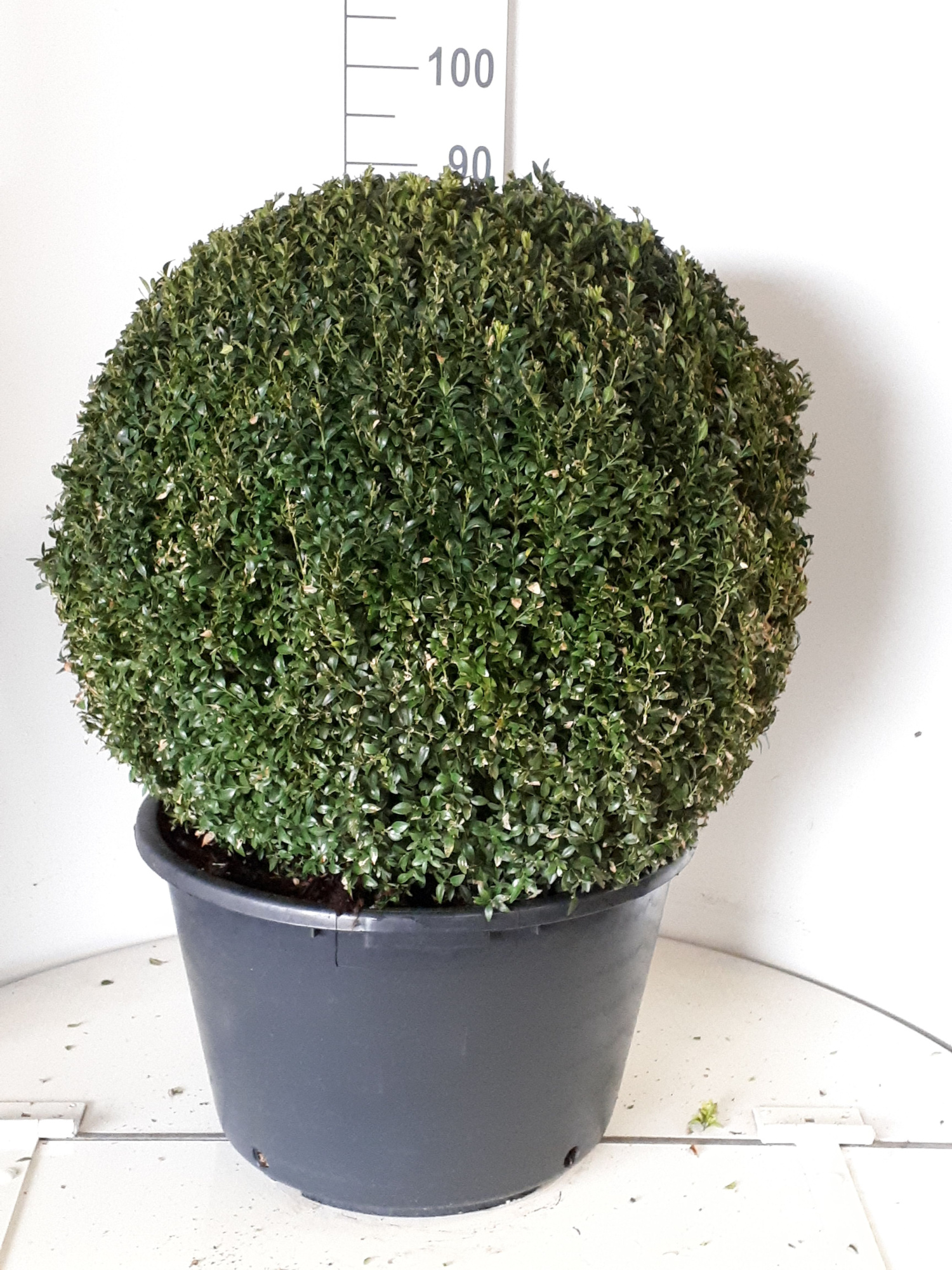 Buxus sempervirens bol 70, D 40