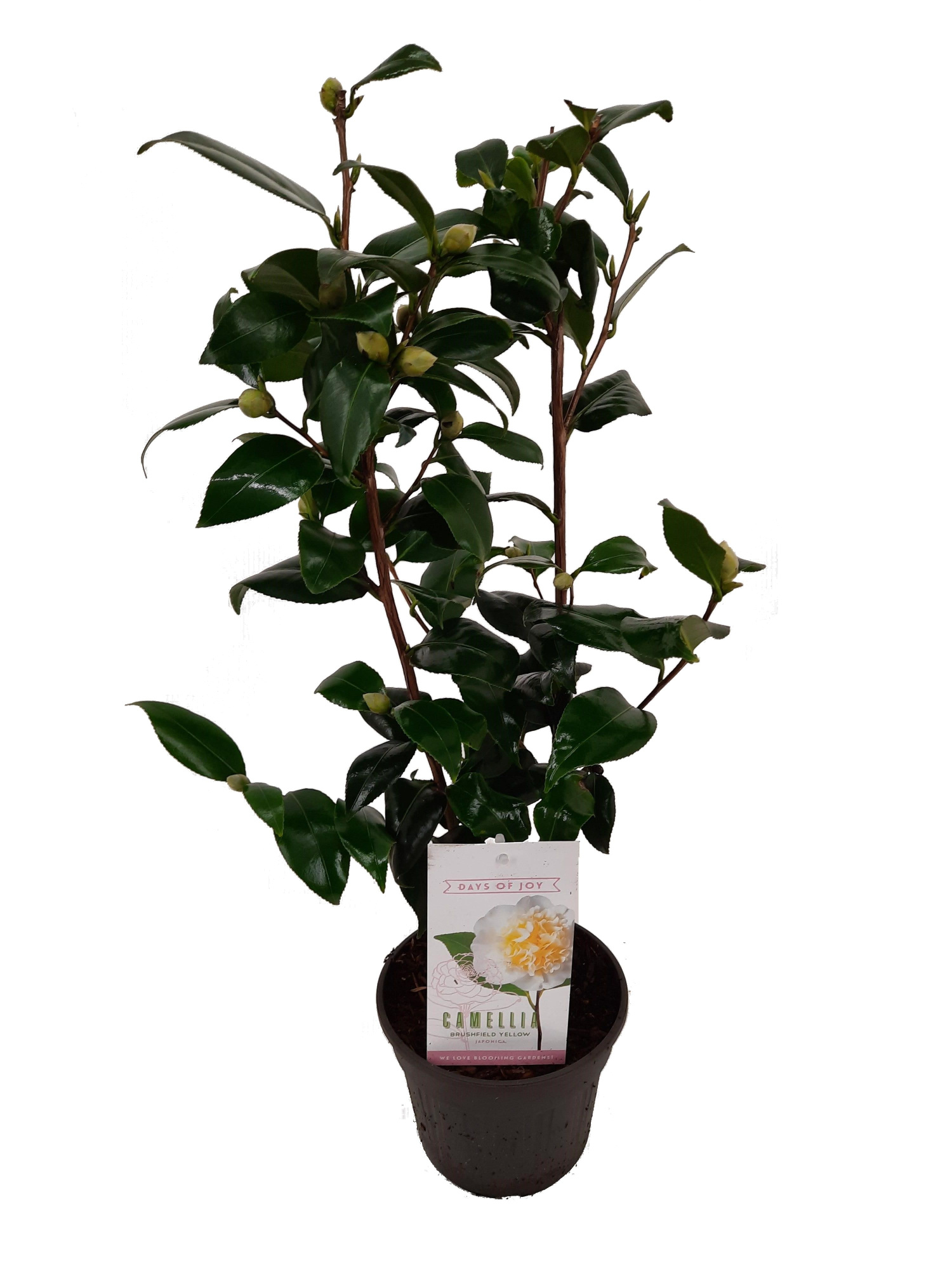 Camellia japonica 'Brushfield's Yellow' 15 cm | 20+ knop, D 15