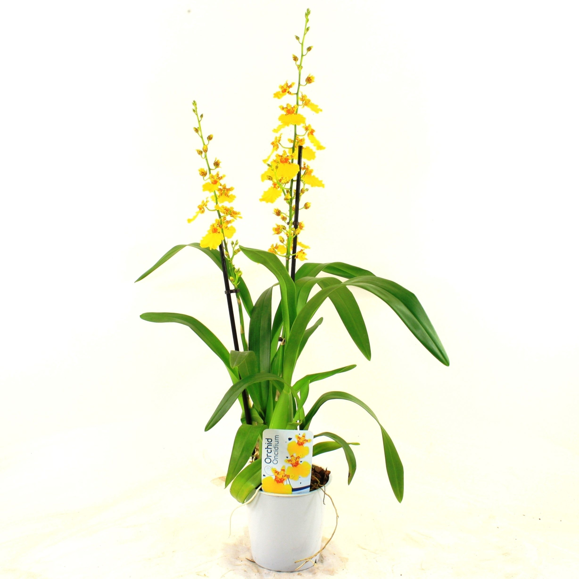 Oncidium 2-tak (lang), D 12