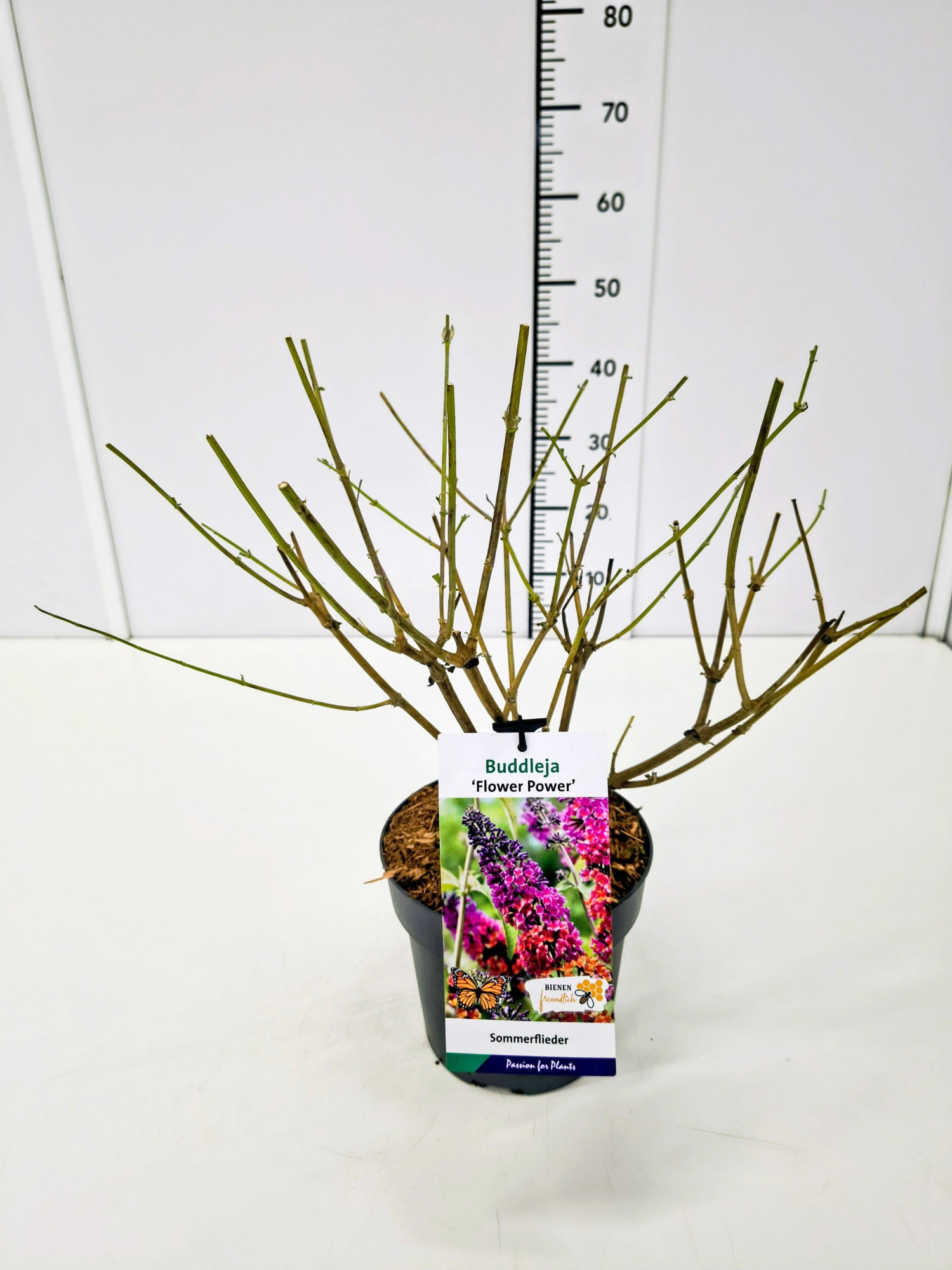 Buddleja dav. 'Flower Power' C5, D 23 cm