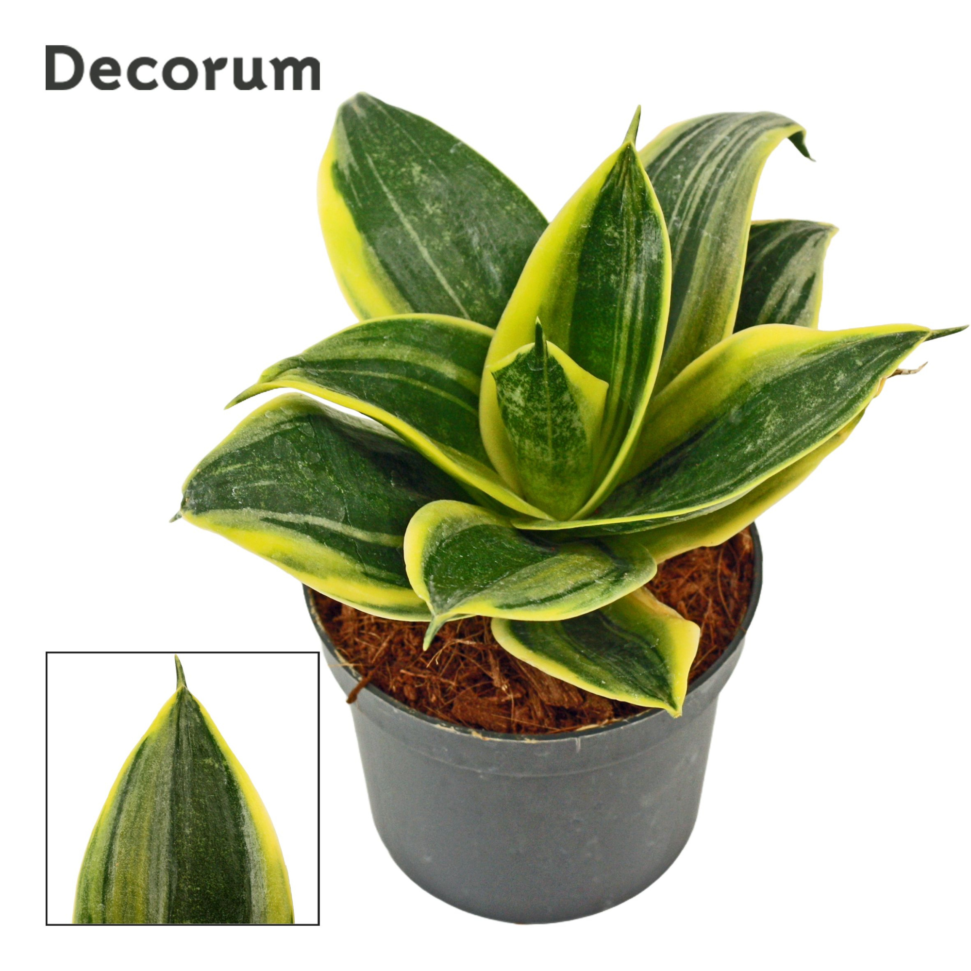 Sansevieria hahnii 9 cm Flaming (Decorum), D 9 cm