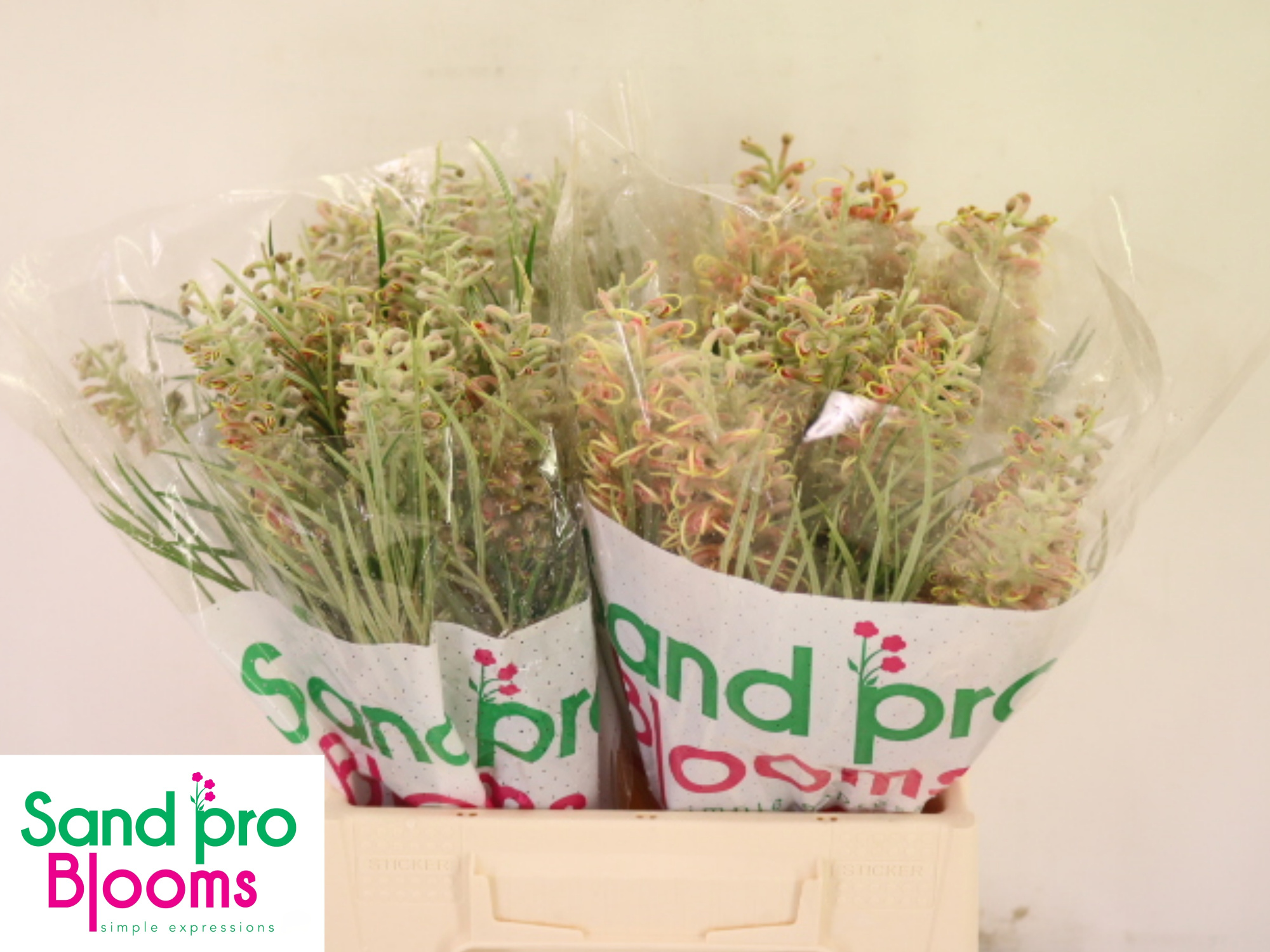 Гревиллея Микс 40, шт.