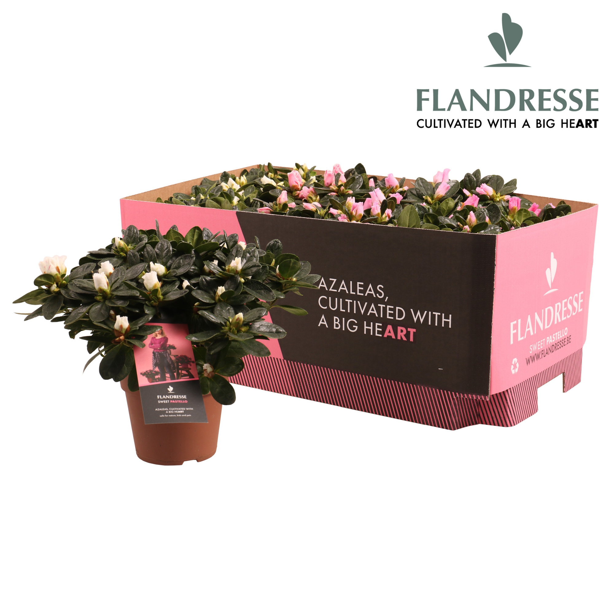 Azalea Flandresse® 'Sweet Pastello' 22 - 25 cm, D 12