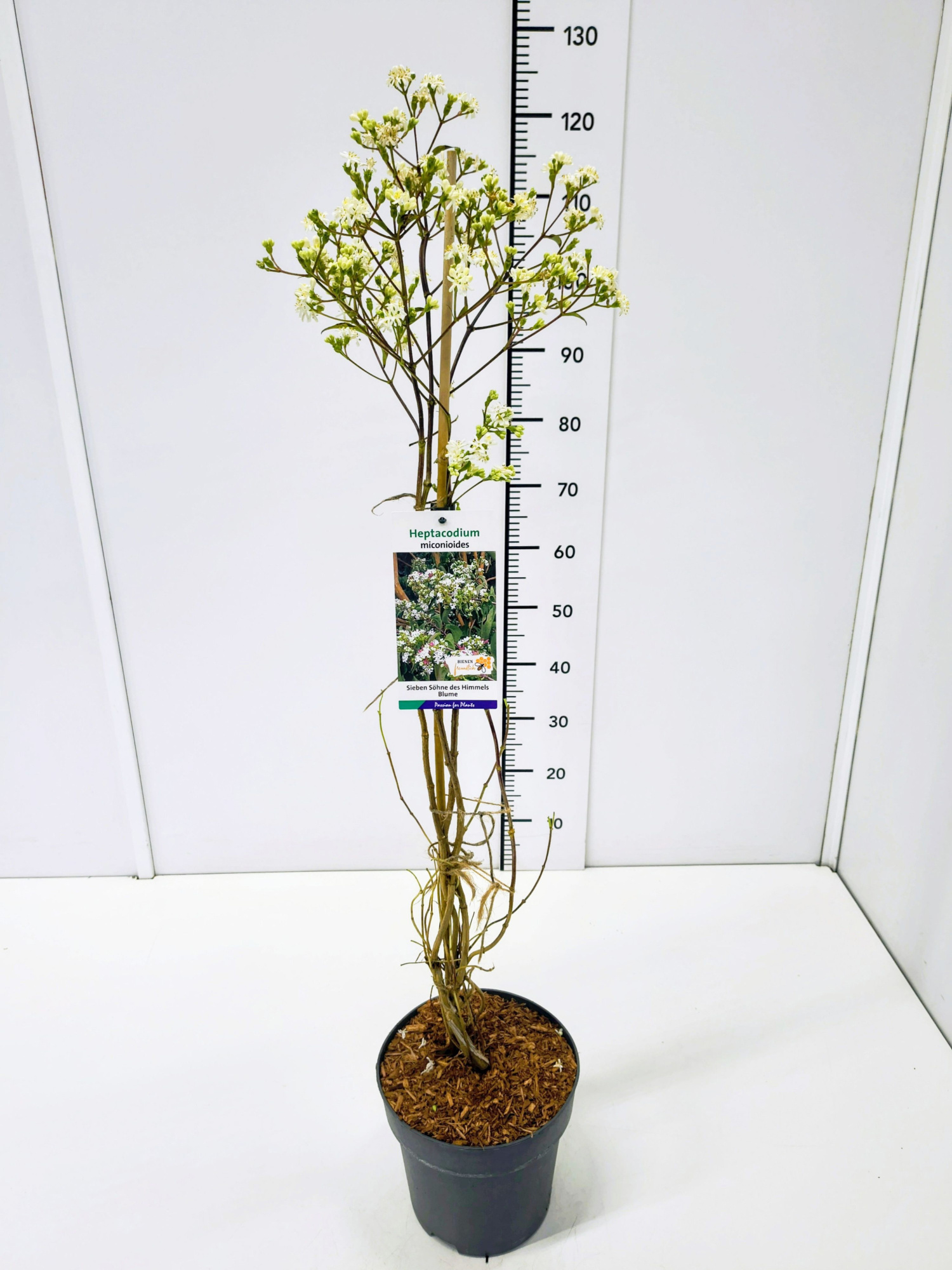 Heptacodium miconioides 80-100C5, D 23