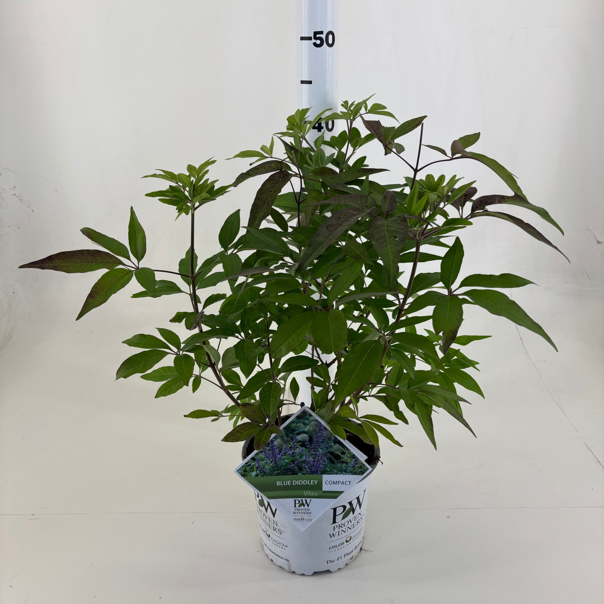 Vitex agnus-cactus Blue Diddley ®, D 19 cm