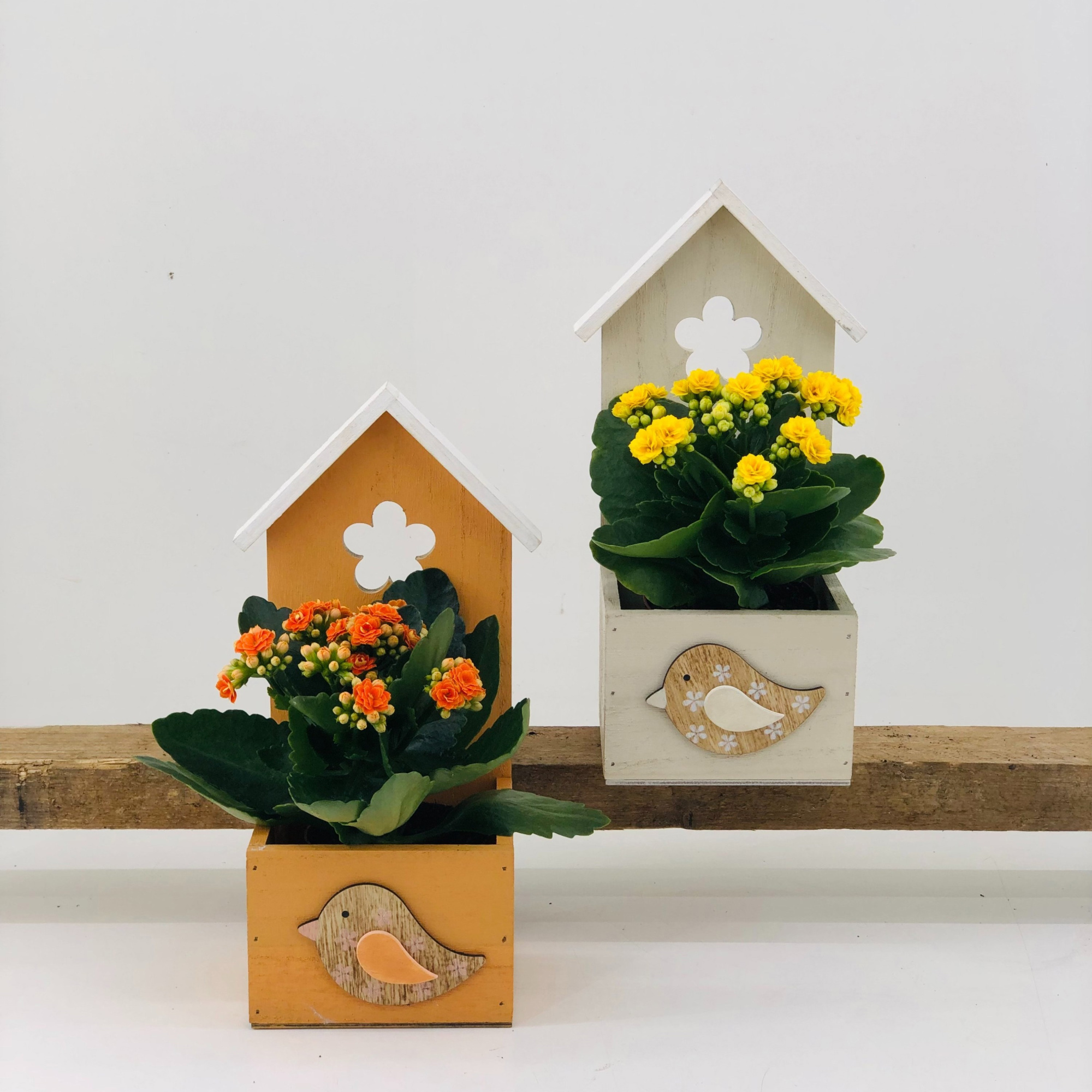 26P06 Houten huis met Kalanchoe, D 12