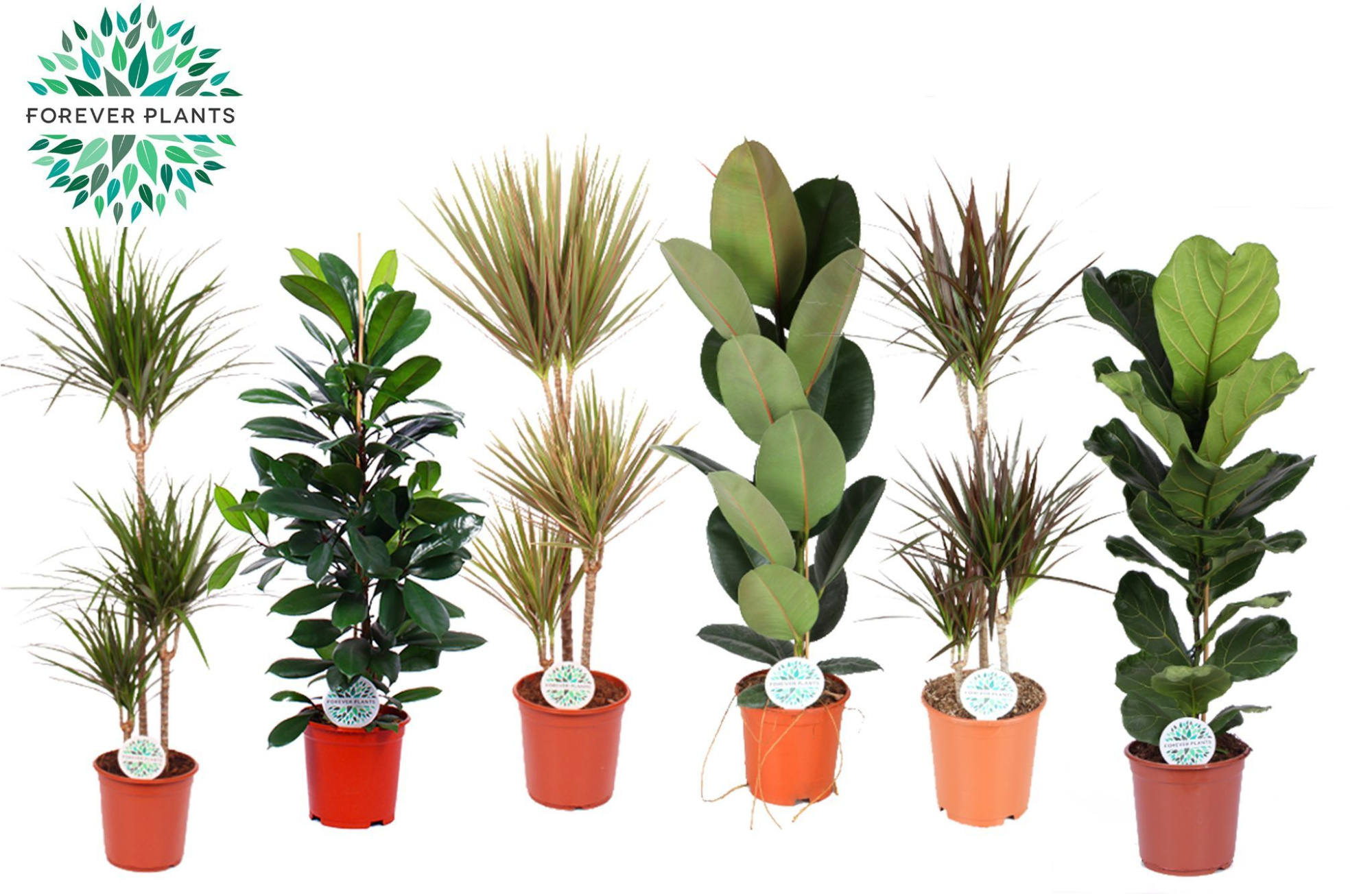 Groen Mix kamerplanten Budget p24, D 24