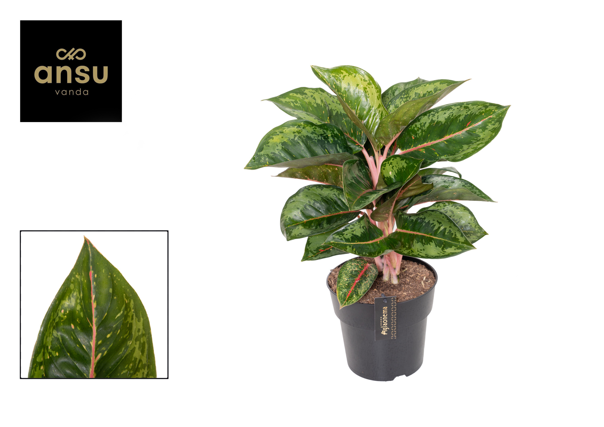 Aglaonema Camo Rubina, D 19 cm