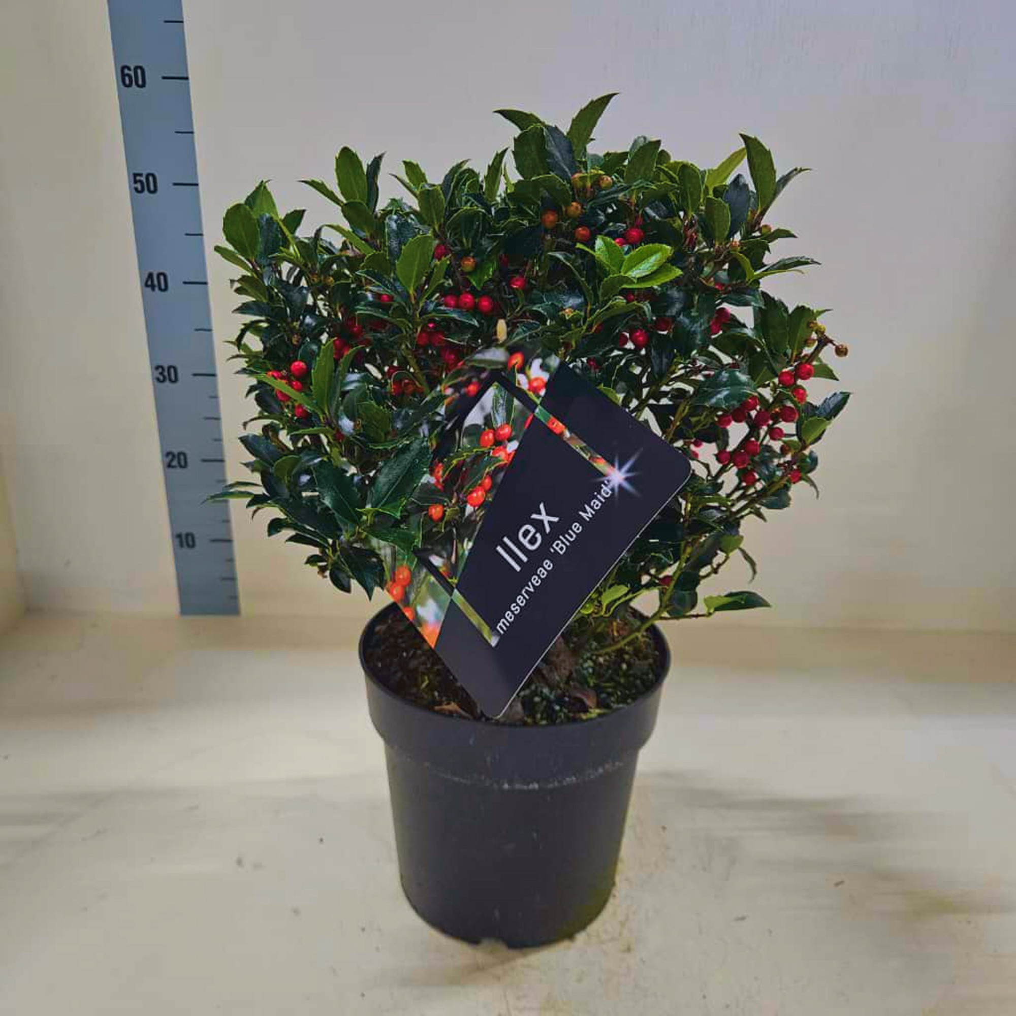 Ilex meserv. 'Blue Maid' Bol met bes, D 24 cm