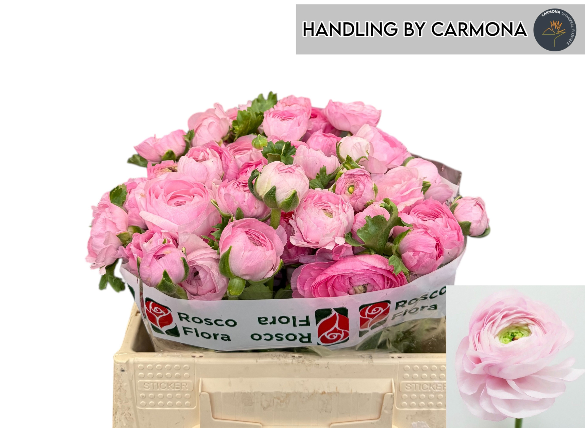 Ранункулус Элеганс Пинк 35, шт.