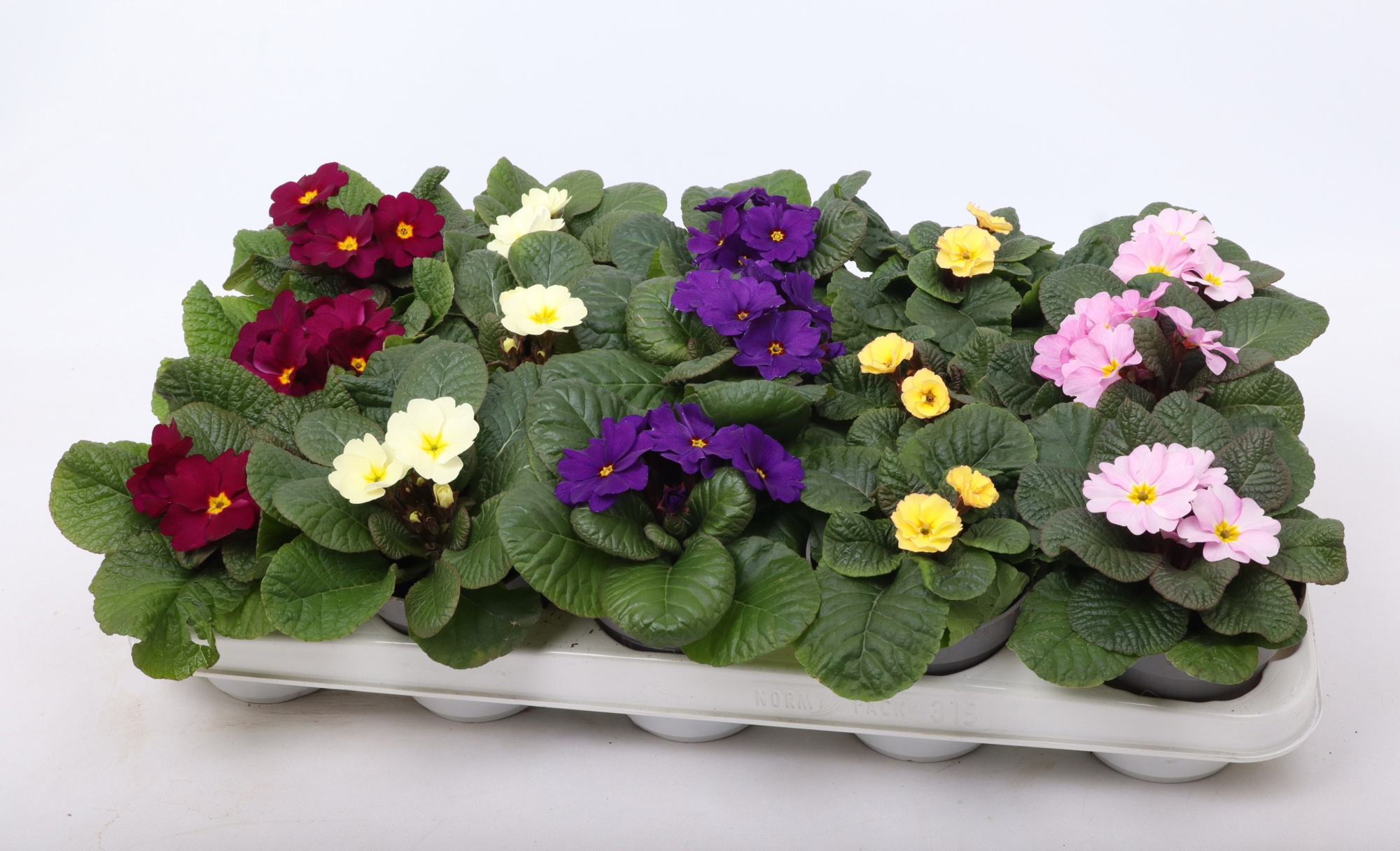 Primula 'Obsidian' mix 10,5 cm (winterhard), D 10,5