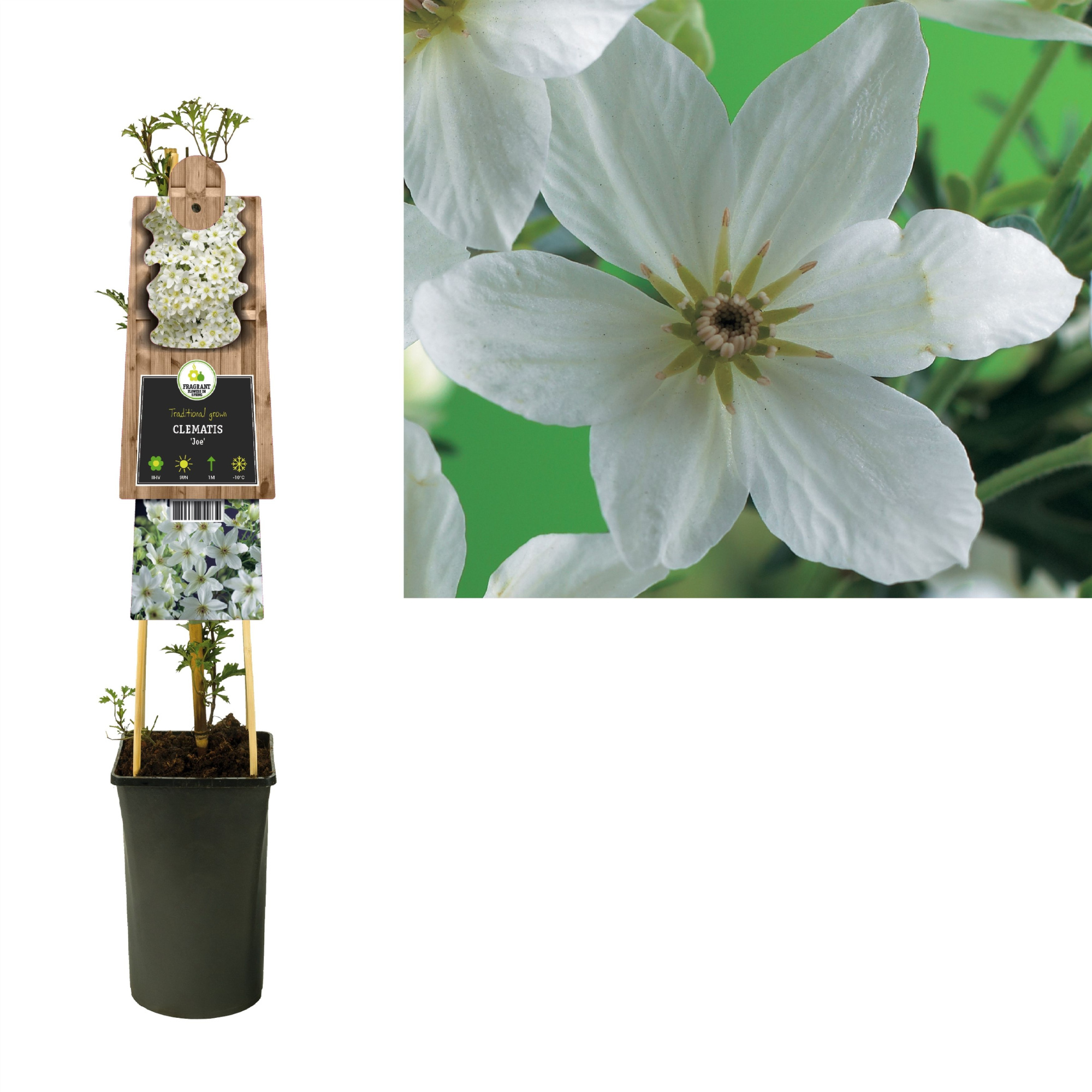 Clematis 'Joe' +3.0 label, D 17