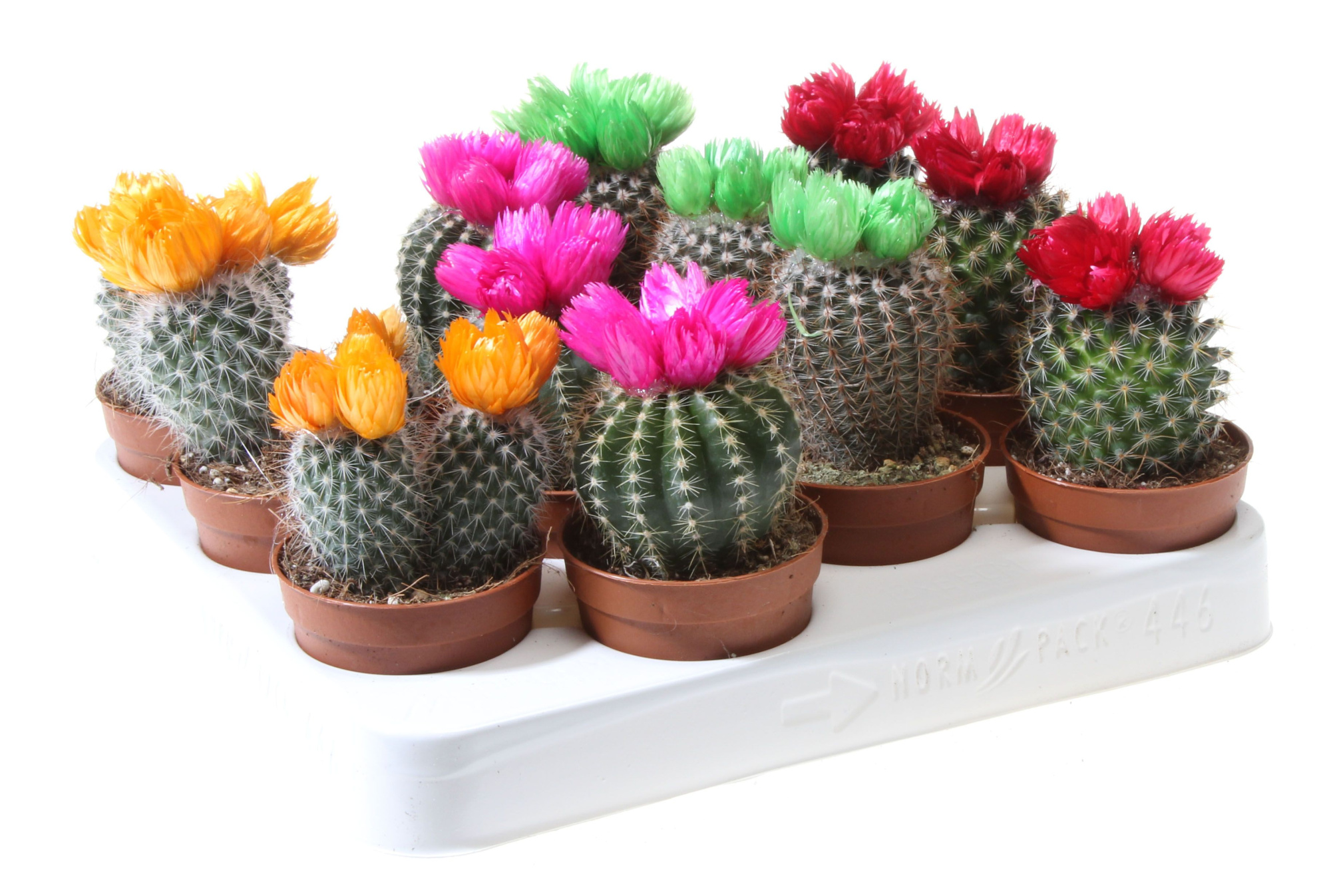 Cactus decoratie strobloem mix, D 6,5 cm